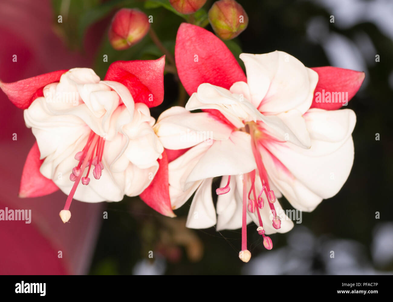 Dancing fuchsia: two trailing fuchsia flowers look like2 a pair of white skirted dancers Stock Photo