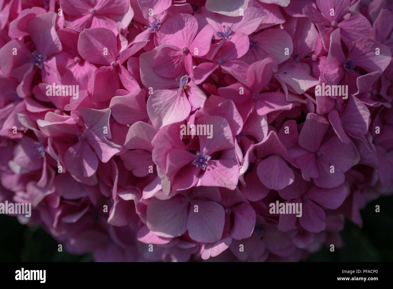 a pink background with hydrangea Stock Photo - Alamy