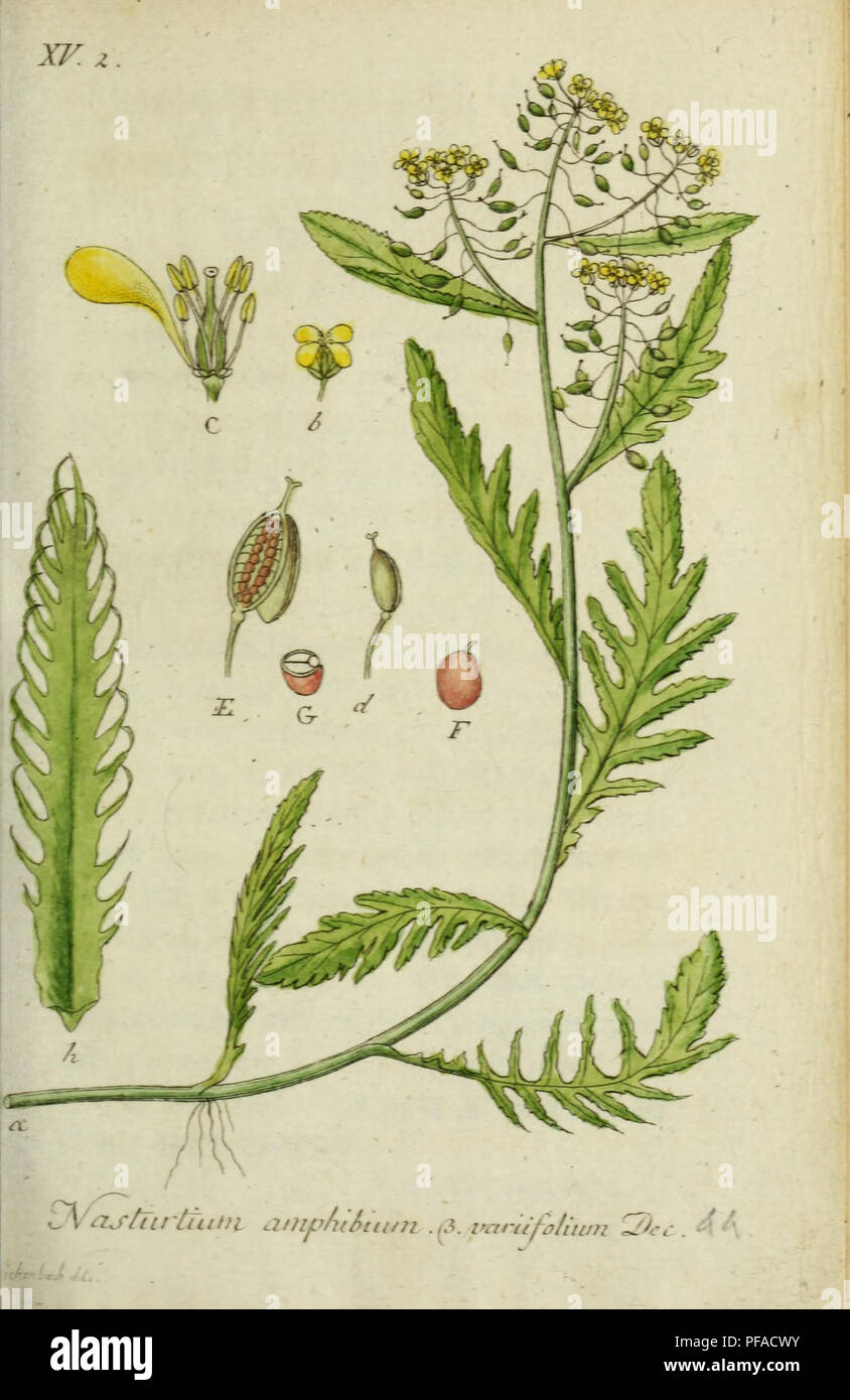 This work features illustrations of the flora of Germany, showcasing a variety of plant species in their natural settings. It serves as a comprehensive visual guide to the plant life found across Germany, based on the work of Jacob Sturm. Stock Photo