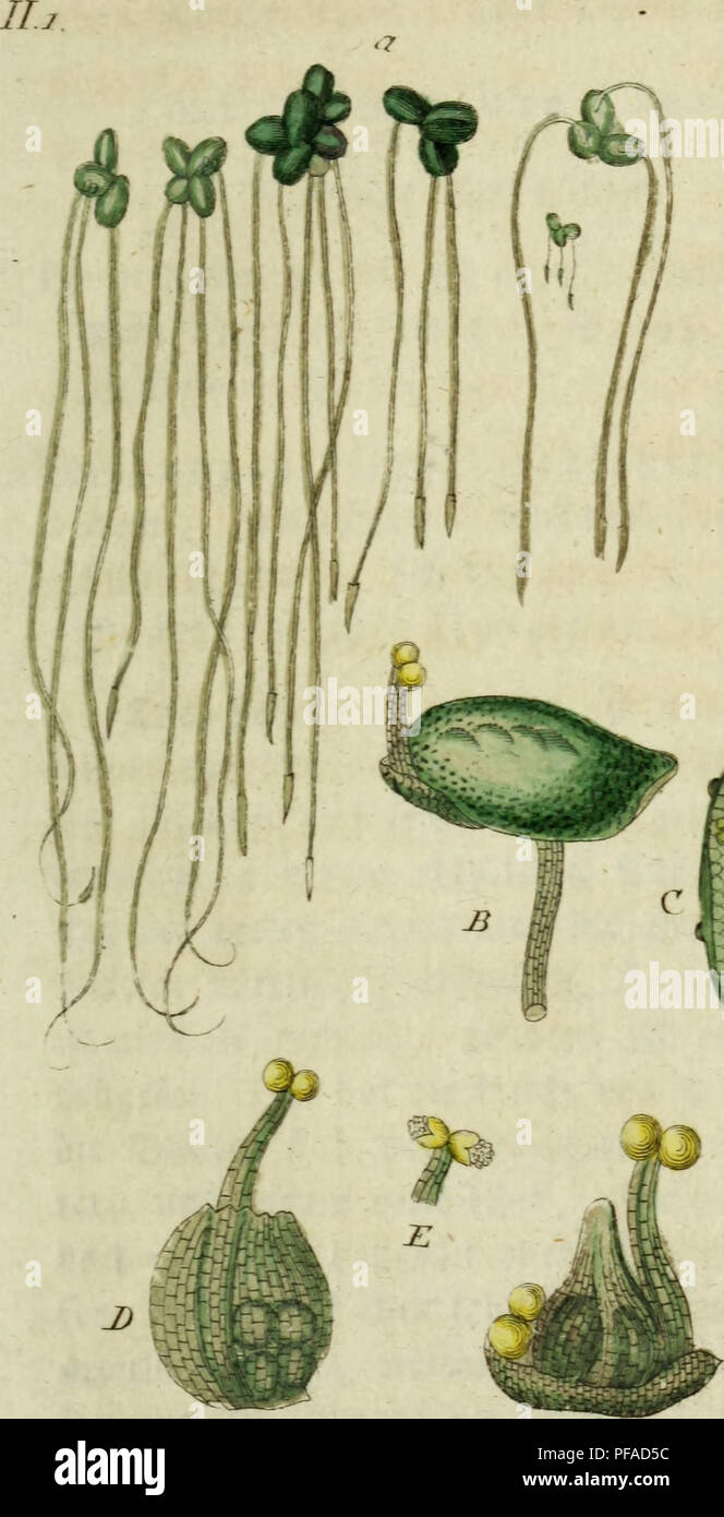 Sturm Jacob Math . Deutschlands flora in abbildungen nach der natur. Botany. s/n/ru tntn ...