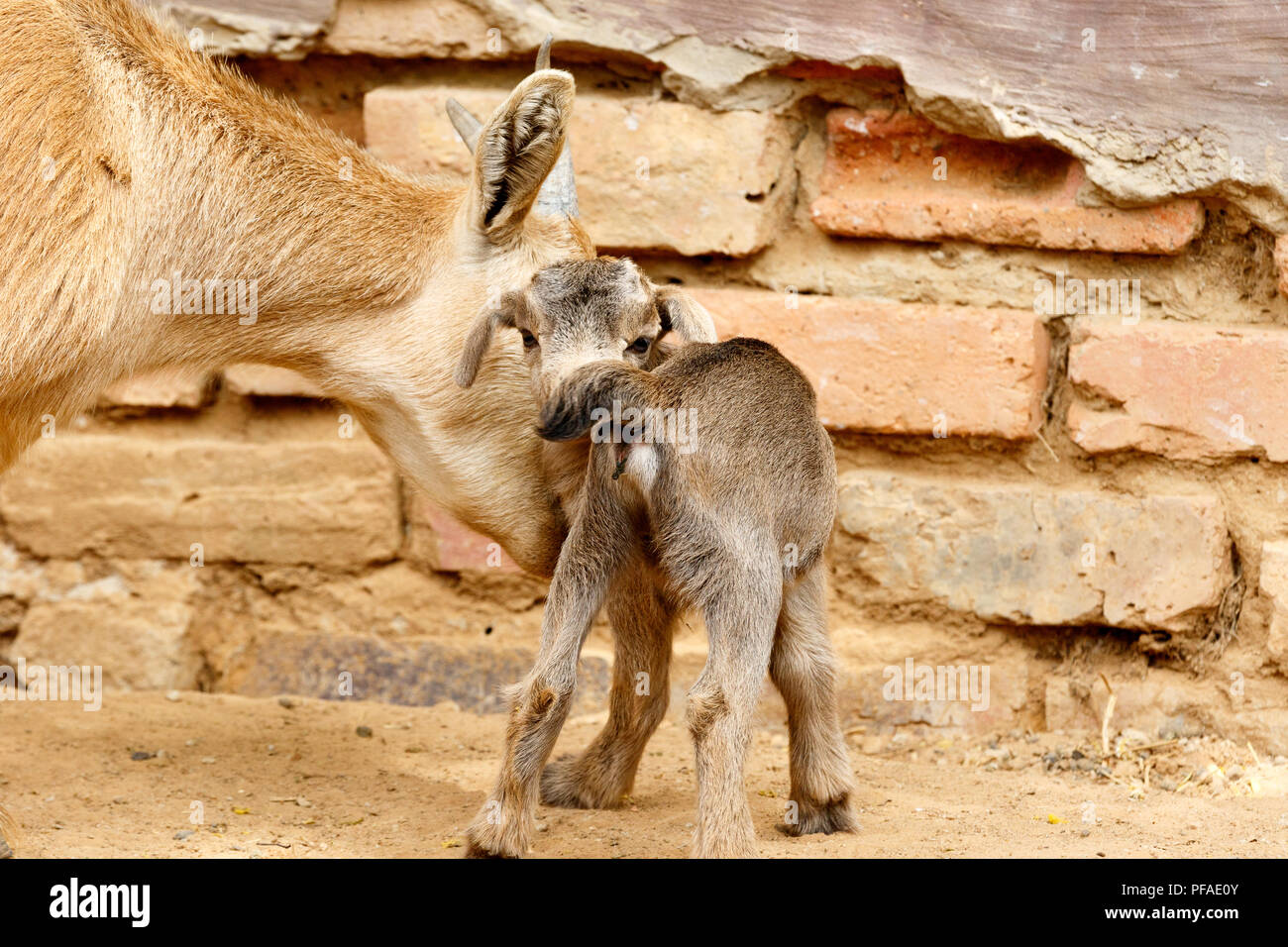 Dwarf Goat standing with his mom and looking at you Stock Photo