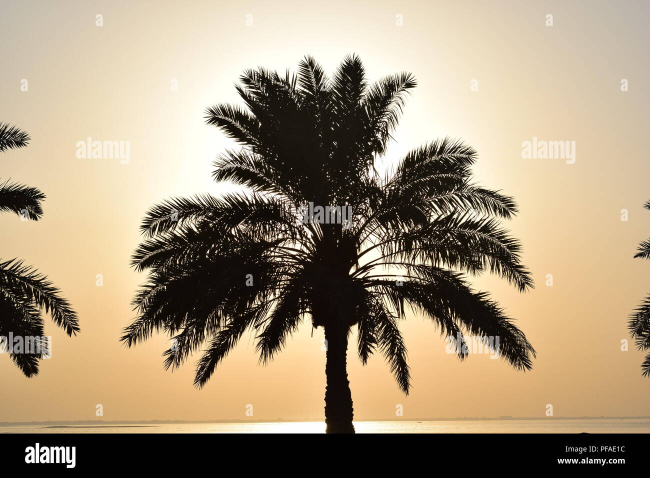 Palm Trees silhouetted against against a dusk sky during sunset in the City of Dammam Stock Photo