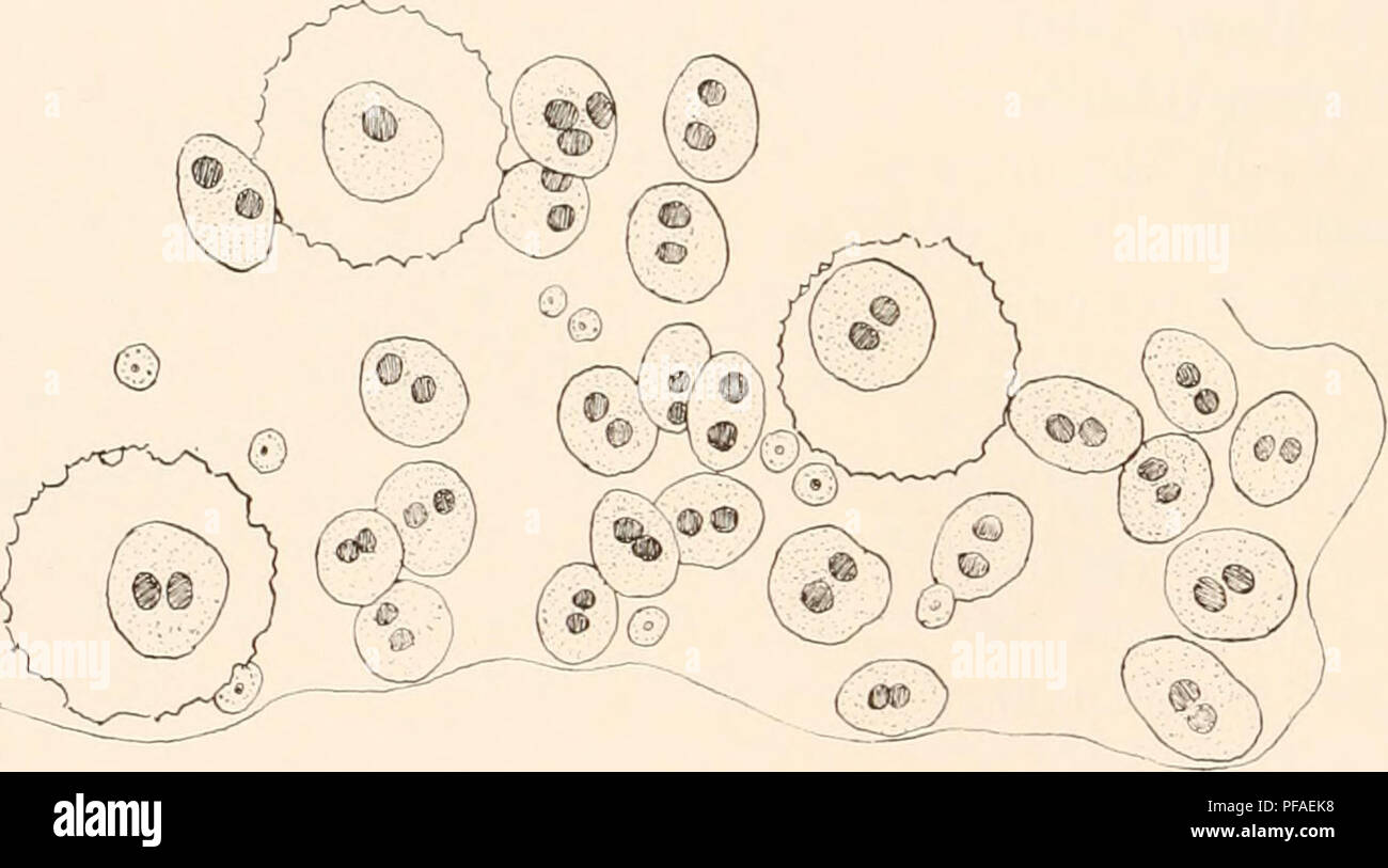 The German South Polar Expedition (1901-1903) aimed at exploring Antarctica. Led by the ship Gauss, the team studied the southern polar regions, documenting fauna, geology, and ice formations, making significant contributions to early Antarctic research. Stock Photo