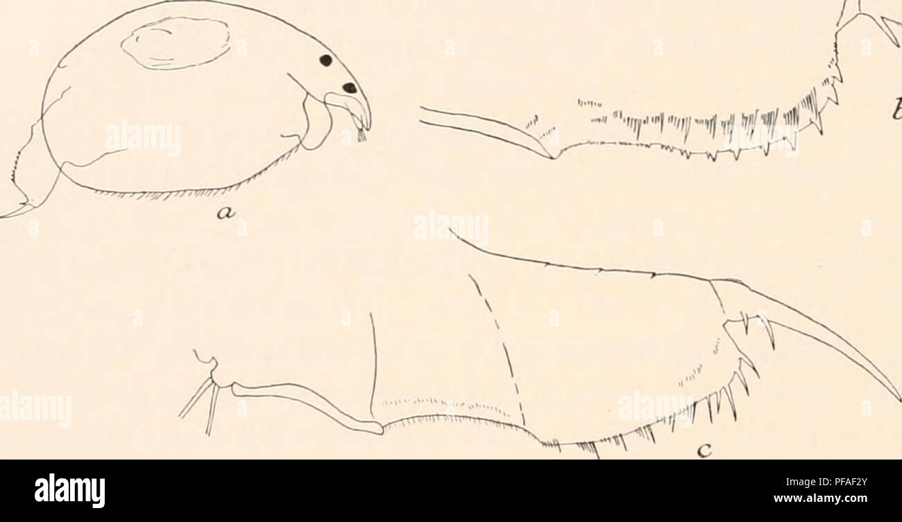 . Deutsche Südpolar-Expedition, 1901-1903, im Auftrage des Reichsamtes des Innern. Gauss (Ship); Scientific expeditions; Antarctica. , '-^&quot;yiyiif^fj^. Fig. 5 a, b. Alona capensis, Fishhoek, c Pleuroxus aduncus. Fishhoek. auch die proximalsten der erstgenannten Dornen haben schon einen oder zwei kleine, proximale Nebendörnchen. Außerdem findet sich eine L a t e r a 1 bewehrung von ca. 11 Härchen- g r u p p e n , die sich ebenfalls von dem distalen Ende des Postabdomens bis zur proximalen Analecke hinzieht. Die Abdominalkralle ist fein gestrichelt, und zwar ist dabei ein proximaler, längere Stock Photo