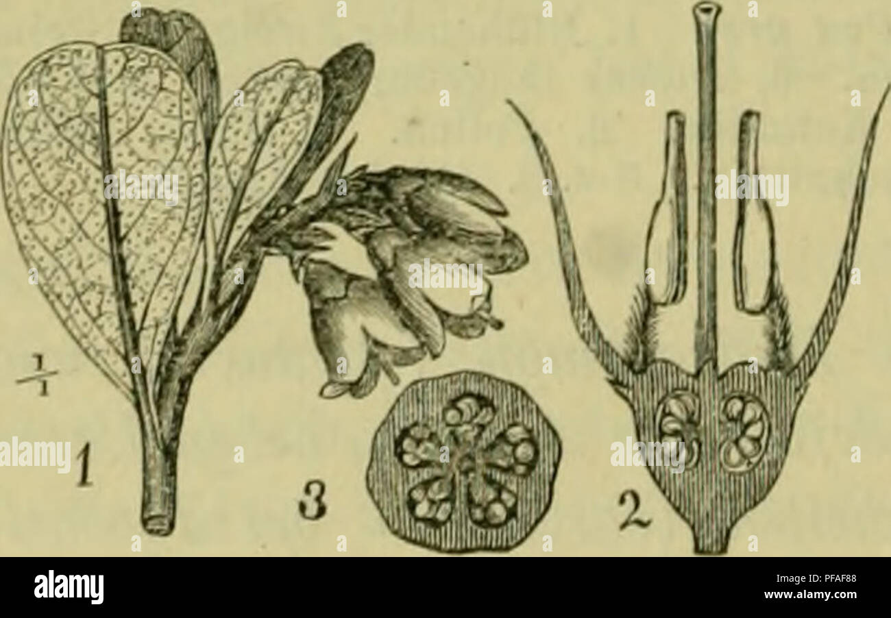 . Deutsche Flora. Pharmaceutisch-medicinische Botanik. Ein Grundriss der systematischen Botanik zum Selbststudium für Aerzte, Apotheker und Botaniker. Plants; Medicinal plants. Fig. 507. &gt;accinium Myrtillus. 1. Zweig mit Blume u. Blättern. 2. Reife Frucht. 3. Diagramm. 4. Längsdurchsclinittene Blume. 5. Desgl. Saame. 2 Borsten oder nackt; Fruchtknoten imterständig, Griffel fadenförmig, Narbe piinktf.; Beere benabelt, mit dem Kelchsaume gekrönt, 4 —öfächerig, Fächer cosaami'g. § 1. Bit. häutig, abfallend. Bim. meist ögliederig; Krone kugelig oder eif., mit gezähntem Saume, Staubbeutel mit 2 Stock Photo