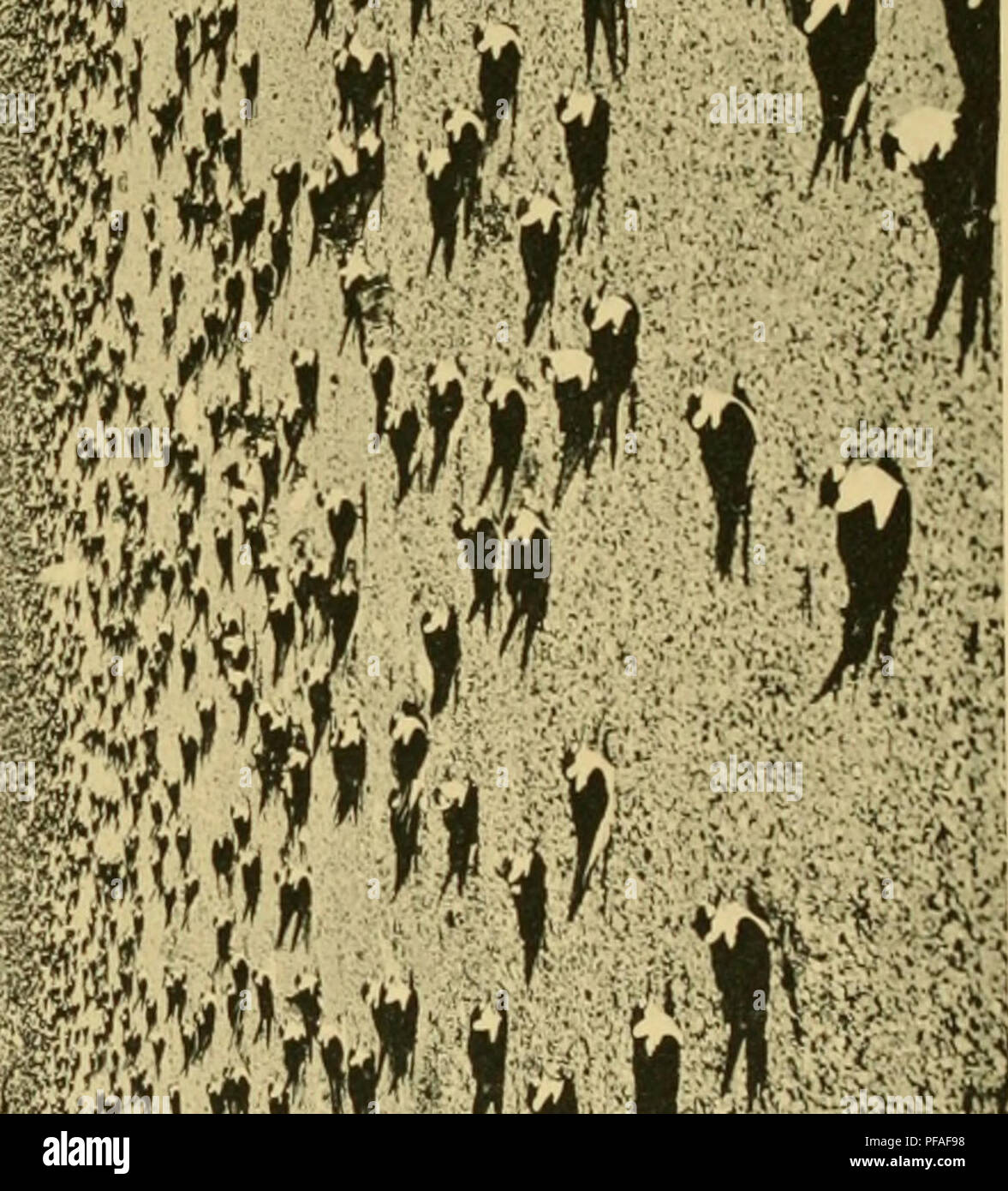 Deutsche Sa Dpolar Expedition 1901 1903 Im Auftrage Des Reichsamtes Des Innern Gauss Ship Scientific Expeditions Antarctica P A Vxuj O Co A C Gt L Please Note That These Images Are Extracted From Scanned