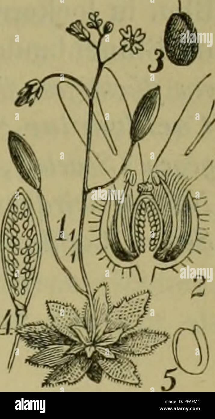 . Deutsche Flora. Pharmaceutisch-medicinische Botanik. Ein Grundriss der systematischen Botanik zum Selbststudium für Aerzte, Apotheker und Botaniker. Plants; Medicinal plants. Cruciferae. 661. Fig. 386. Erophila verna. 1. Ganze Pfl. 2. Blu- me läugsdurchschn. 3. Saame. 4. Frucht geöifuet 5. Keimling. los. D. ciliata Scop. Bit. am Rande zierlich gewimpert, etwas lederartig, glänzend, kahl; Schötchen lineal. 2|. 5. 6. Krain. Erophila DG. 386. Wie vorige Gattung, unterscheidet sich durch 2theilige Kronenblätter von derselben. E. Draba L. verna E. Meyer, E. vulgaris und E. americana DC. 0 3. 4. B Stock Photo