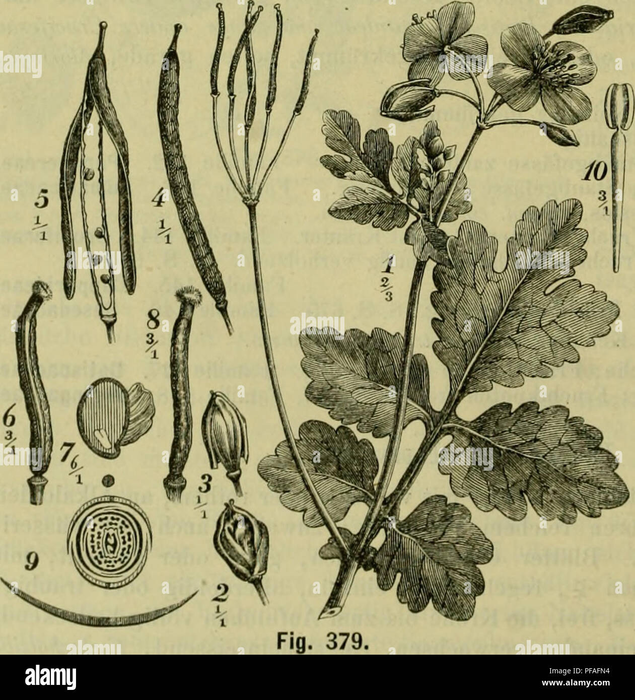 . Deutsche Flora. Pharmaceutisch-medicinische Botanik. Ein Grundriss der systematischen Botanik zum Selbststudium für Aerzte, Apotheker und Botaniker. Plants; Medicinal plants. 644 Petalanthae, Rhoeadeae. frei; Beutel 2fächeng, mit 2 seitlichen Längenspalten sich ötfnend. Pistill frei, häufig etwas gestielt, aus 2—oc Fruchtblättern entstanden, einfächerig, selten unvollkommen 2fächerig, Glaucium, oder gliederschotenartig oofächerig, Platystemon Benth.; Saameiiknospen uragewendet, gei'ade, anatrop, oder gekrümmt, amphitrop, den, den verwachsenen Räudern der Fruchtbit. aufsitzenden Placenten ang Stock Photo