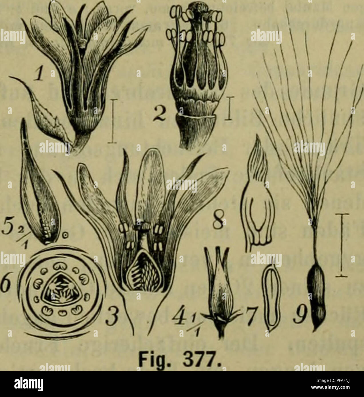 Traubig High Resolution Stock Photography And Images Alamy