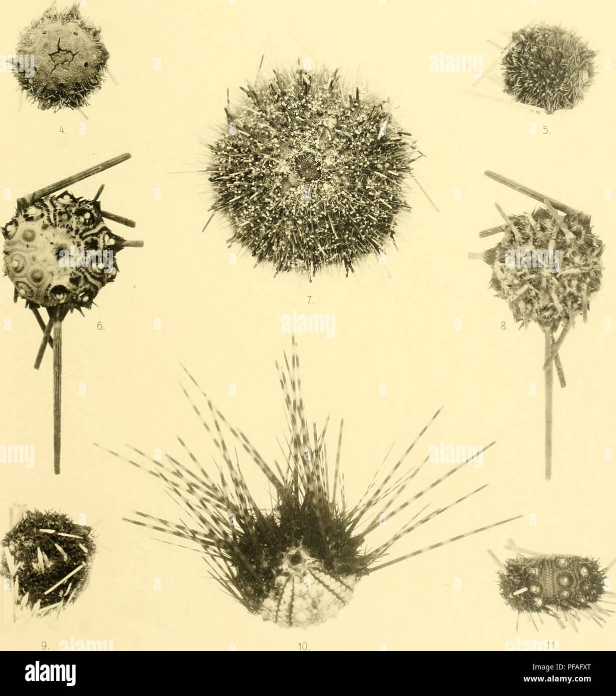 . Deutsche Südpolar-Expedition, 1901-1903, im Auftrage des Reichsamtes des Innern. Gauss (Ship); Scientific expeditions; Antarctica. Vorlag Georg Reimer 1, 6, 8. Photolypie v. Pacht &amp; Crone, Kopenriagen Cidaris nucla (Mrtsn.). 2. Notocidaris gaussensis Mrtsn. 4, 5. Aporocidaris antarctica Mrtsn. 3, 9, 11. Aporocidaris antarctica Mrtsn. Var. 7. Sterechinus Neumayeri (Meissner). 10. Diadema ascensionis Mrtsn.. Please note that these images are extracted from scanned page images that may have been digitally enhanced for readability - coloration and appearance of these illustrations may not pe Stock Photo