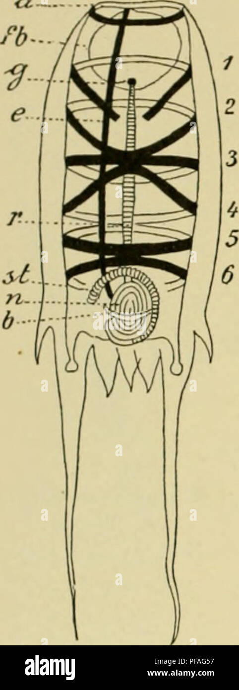 polar look kéo power