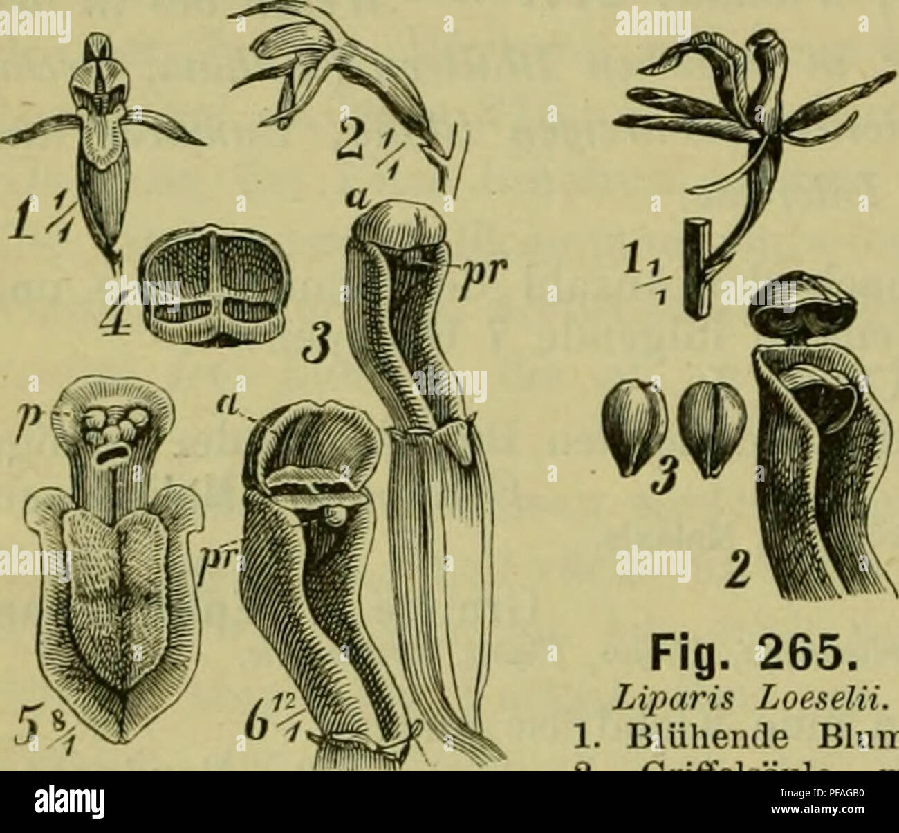 . Deutsche Flora. Pharmaceutisch-medicinische Botanik. Ein Grundriss der systematischen Botanik zum Selbststudium für Aerzte, Apotheker und Botaniker. Plants; Medicinal plants. 448 Monocotyledones. Gynandrae. ** Lippe am Grunde sackf.-grubig. Spiranthes, Goodyera, Cephalanthera. f. Pollen wie Vor., der Staubbeutel aber beweglich auf kurzem Faden in seiner Grube Hegend, endlich abfallend. Gruppe 6. Arethusaceae. Vanilla, B. 2 Staubgefässe; Pollen einzeln. XX, 2. L. Cypripedium. Gruppe 7. Cypripedieae. Gruppe 1. Malaxideae. Kleine Kräuter bei den wenigen Ai-ten unserer Flora mit unscheinbaren, g Stock Photo