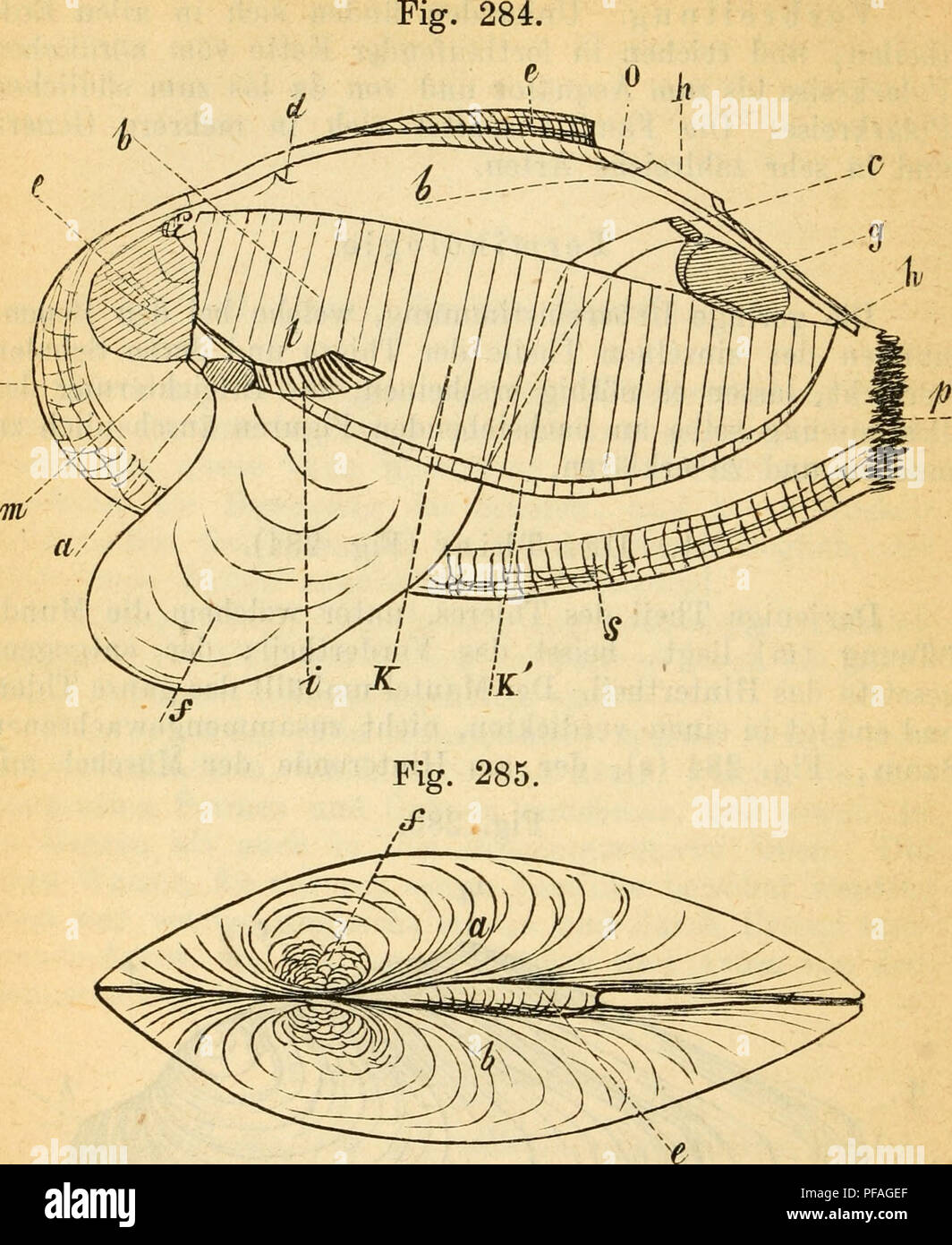 . Deutsche excursions-mollusken-fauna. Mollusks. 430 S'J. An. rostrata, Kok. (verkleinert). zwei bis mehreren Reihen Papillen, meist von braunschwarzer Farbe, besetzt ist (p). — Zwei, fast gleichgrosse Kiemen, die äussere (k), die innere (k'), sind zur Aufnahme der Em- bryonen in Fächer abgetheilt; der Fuss (f) ist sehr ausdehn- bar und vermittelt durch sein Ausdehnen und Zusammen- ziehen die Bewegung der Muschel. Er ist die fleischige Verlängerung des Bruchsackes (b), in welchem die Eingeweide. Please note that these images are extracted from scanned page images that may have been digitally e Stock Photo