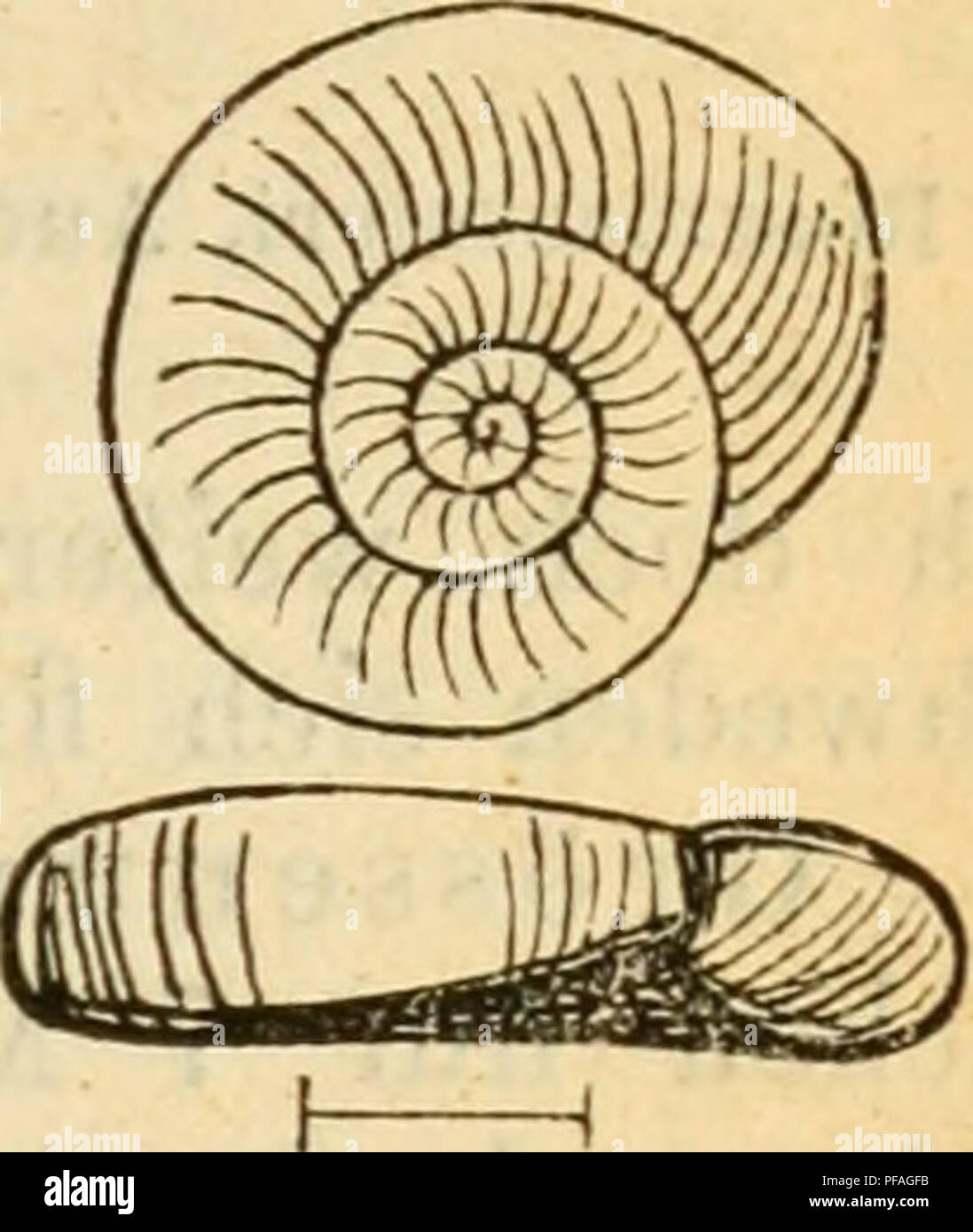 . Deutsche excursions-mollusken-fauna. Mollusks. 415 12. Flanorbis glaber, Jeffrey. Planorbis (jlaher, Jeffreys, Trans. Linn. soc. 1830 p. 387. — Brit. CoDch. I. p. 85. — laevis, Alder, Cat. suppl. moU. Newcast. in Trans. Newc. II. 1837 p. 387, — — Rossm., Icon. flg. 964. — cupaecula, v. Gallenstein, Kärnthen p. 16. — regularis, Hartm., Gasterop. p. 97 t 28. Anatomie: nicht untersucht. Thier: gelblich-grau, Fühler ziemlich kurz, cylindrisch; Fuss massig breit, namentlich vorne, mit gelblichem Rande. Gehäuse: klein, ziemlich festschalig, fein gestreift, glatt und glänzend, durchscheinend, von g Stock Photo