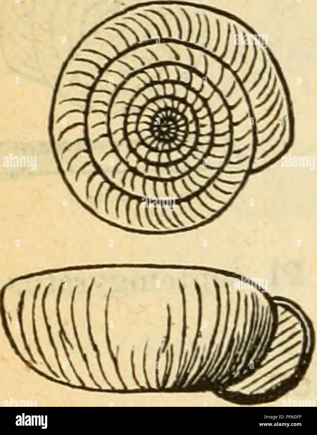. Deutsche excursions-mollusken-fauna. Mollusks. 410 9. Planorbis contortttSy Linne. Helix contortus, Linne, syst. nat. ed. X. I. p. 770: — Gmelin, syst. nat. I. p. 3624. — — Chemnitz, Conch.-Cab. IX, 2 p. 98 t. 127 fig. 1126. Planorbis — Müller, Verm. bist. ü. p. 162. — C. Pfeiffer, Naturg. I. p. 81 t. 4 fig. 11. — — Sturm, Fauna VI. 3 t. 4. — Eossm., Icon. fig. 117. — — Drap., hist. moll. p. 42 t. 1 fig. 39—41. — Stein, Berlin p. 82 t. 2 fig. 25. — — Kobelt; Nassau p. 193 t, 5 fig. 10. — Slavik, Böhmen p. 115 t. 3 fig. 19-20. — — Lehmann, Stettin p. 213 t. 17 fig. 74. Anatomie: Lehmann 1, c. Stock Photo
