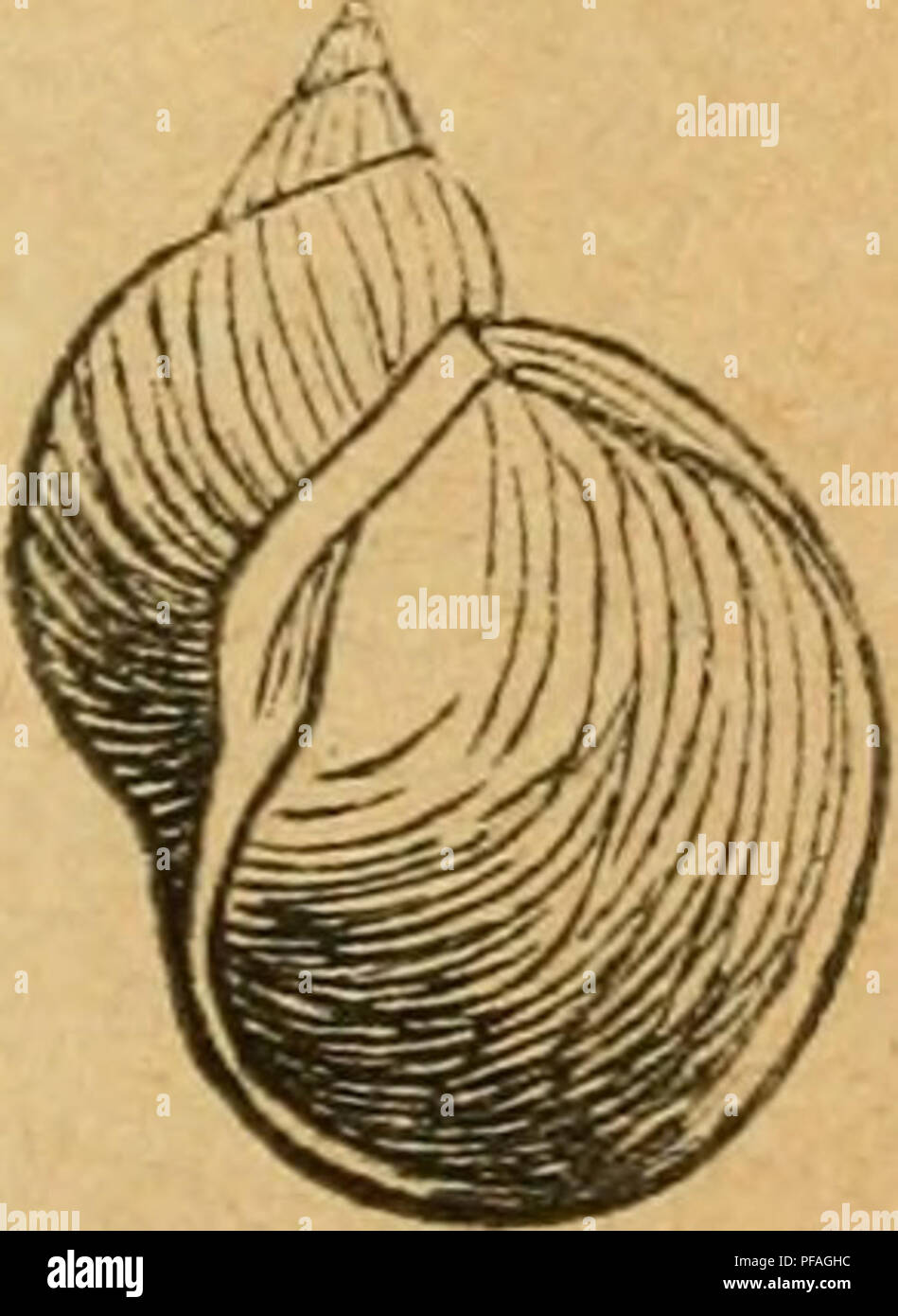 Deutsche Excursions Mollusken Fauna Mollusks 369 In Dieser