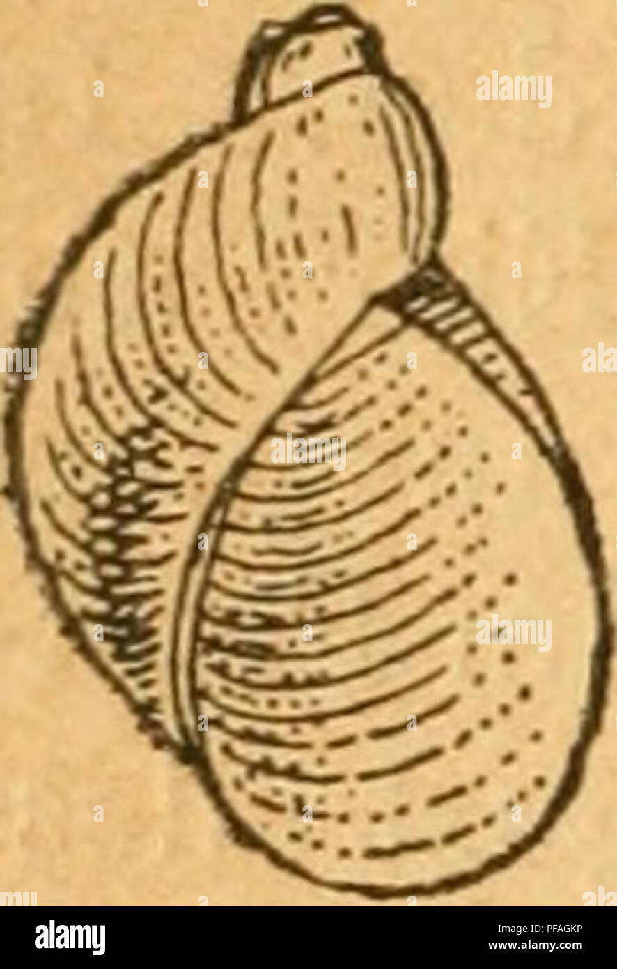 Stammbaum der Mollusken