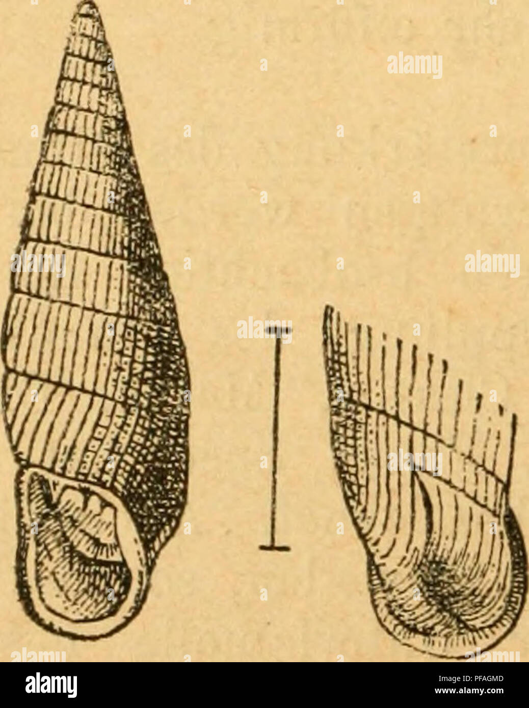 . Deutsche excursions-mollusken-fauna. Mollusks. 328 Wohnort. An Bäumen, auf dem Boden, im todem Laube, vorzugsweise in Wäldern. Verbreitung. Im ganzen Gebiete; sie ist die ge- meinste und fast nirgends fehlende der kleineren Clausilien. Bemerkung. P. plicatula ist mit Ausnahme von Spanien (sie fehlt in den Pyrenäen) und England über ganz Europa verbreitet. In Frankreich fehlt sie nur in dem süd- westlichsten Theile und in Italien reicht sie nicht bis zur Südspitze. Dagegen erreicht sie im Norden Bergen in Nor- wegen und St. Petersburg; nach Osten zu erreicht sie Sie- benbürgen nicht mehr. — D Stock Photo