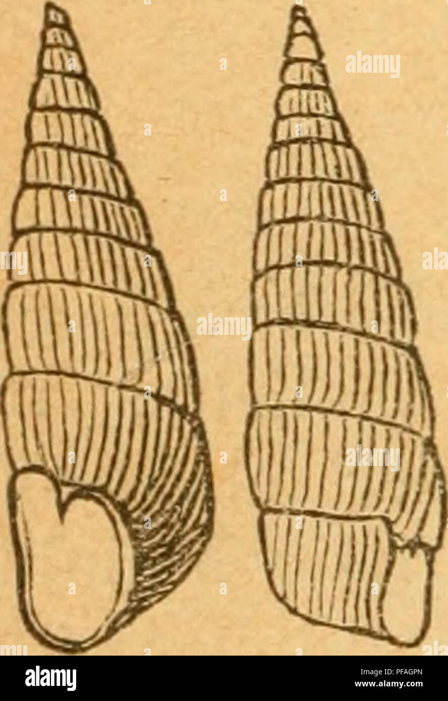 . Deutsche excursions-mollusken-fauna. Mollusks. 270 Fig. 159. als begründet erscheinen will. — Dr. Böttger zieht dieses Genus als Section zu Gen. Clausilia. Ich will dasselbe jedoch noch ausgeschieden erhalten, bis die Anatomie des Thieres näher untersucht ist. '^ 1. Balea perversa^ Linne. Turbo perversus, Linne, Syst. nat. ed. X. I. p. 767. 1758. Pupa fragilis, Drap., tabl. p. 64 Nr. 25. — Hist. moH. p. 63 t. 4 fig. 4. — C. Pfeiffer, Naturg. I. p. 56 t. 3 fig. 16. Fupa perversa, Küster, in Chemnitz ed. p. 142 t. 17 fig. 29. 31. Clausilia perversa. Goldfuss, A. Schmidt, Reibisch. — fragilis,  Stock Photo