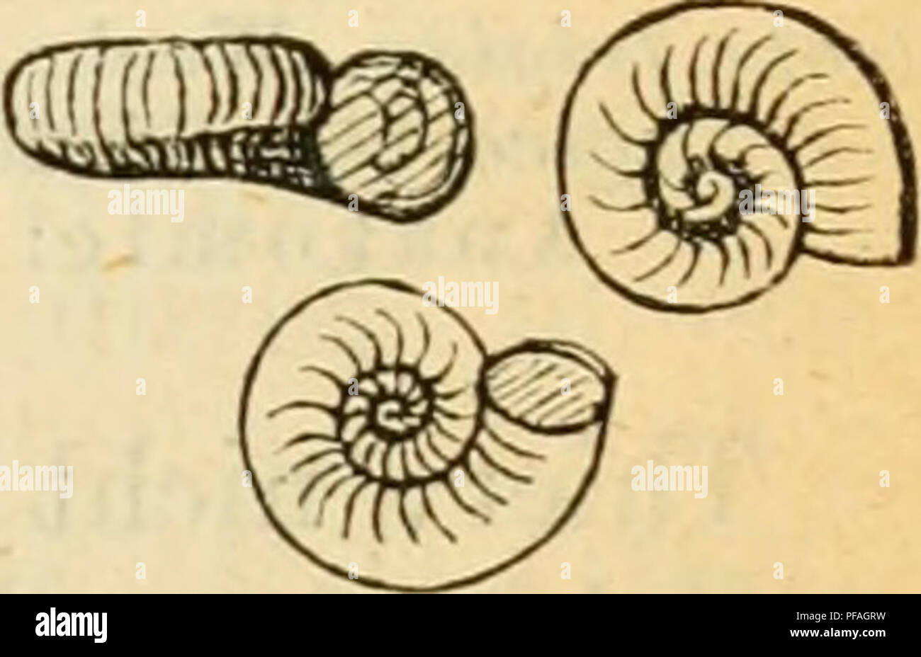 . Deutsche excursions-mollusken-fauna. Mollusks. 309 8. Valvata cristata^ Müller. Valvata cristata, Müller, Verm. hist. II. 1774. p. 198. Nerita valvata, Gmelin, Syst. nat. ed. 13. p. 3675. — v. Alten, Augsbnrg p. 111 t. 13 flg. 24. Valvata planorhis, Drap., tab. p. 42. — Hist. moll. p. 41 t. 1 fig. 34—35. — — Sturm, Fauna VI. 3. t. 3. — cristata, Schroeter, Flussconch. p. 240 t. 5 fig. 26. — C. Pfeiffer, Na- turg. I. p. 101 t. 3 fig. 35. — — Küster, in Chemnitz ed. 2, Mouogr. Palud. p. 88 t. 14 fig. 22—26. — — Stein, Berlin p. 88 t. 2 flg. 30. — Kobelt, Nassau p. 213 t. 5 fig. 23. — — Slavik, Stock Photo