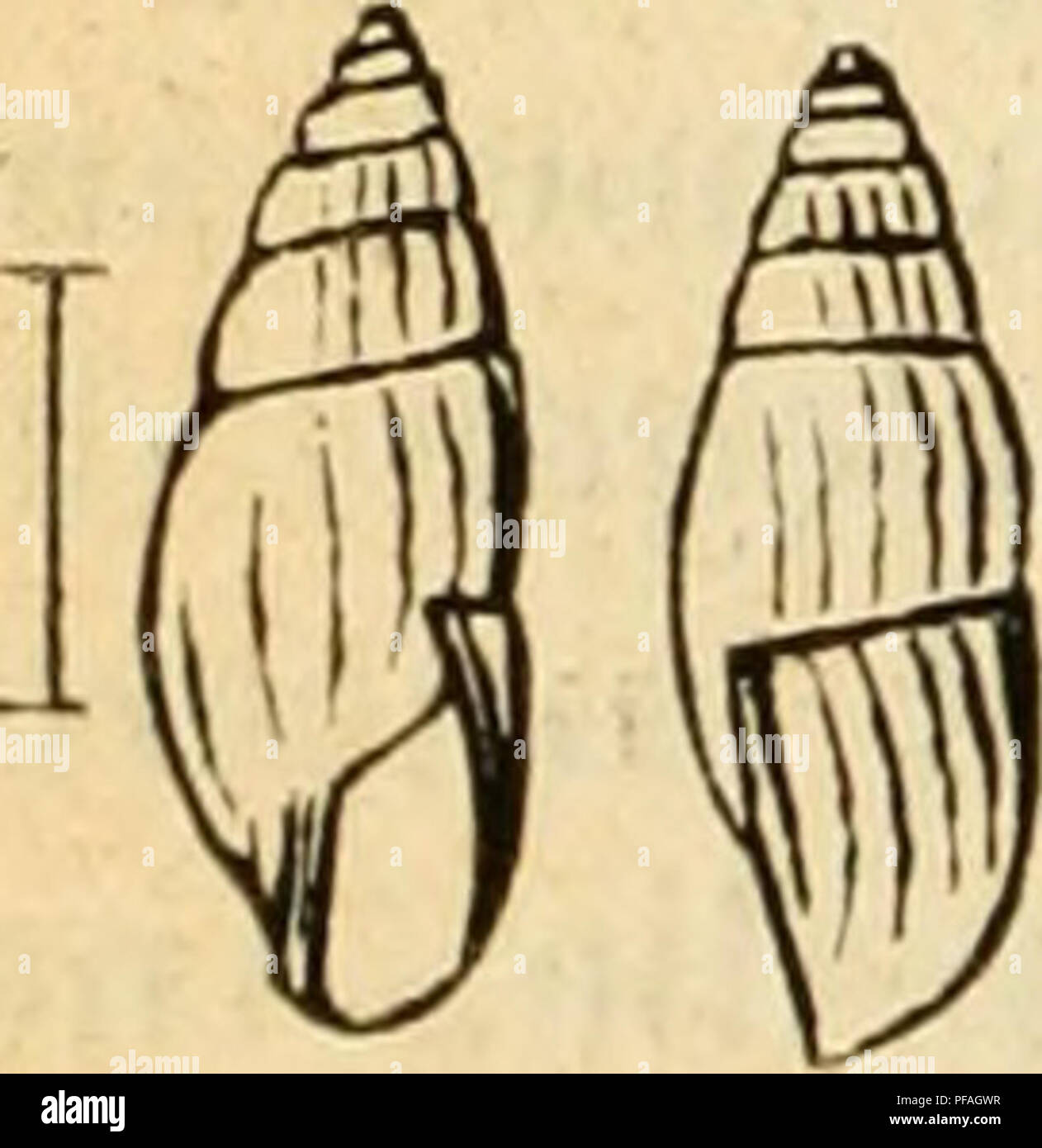 . Deutsche excursions-mollusken-fauna. Mollusks. 182 lieber sieht der Arten: 1. Gehäuse länglich - eiförmig, von horngelber Farbe. a. mit ungezähnter Mündung. a. Gewinde mehr kegelförmig. C. lubrica, Müller. ß. Gewinde mehr säulenartig. C. columna, Clessin. b. Gehäuse mit gezähnter Mün- dung. C. Menkeana, Pfeiff. 2. Gehäuse glashell, spindelförmig. C. acicula, Müller. « 1. Gruppe: Zua, Leach. Gehäuse: verlängert - eiförmig, glatt und glänzend, durchscheinend, von hellbrauner Hornfarbe; etwas gewölbt; Mündung eiförmig, nicht die Hälfte der Gehäuselänge er- reichend; Spindel mehr oder weniger ab Stock Photo