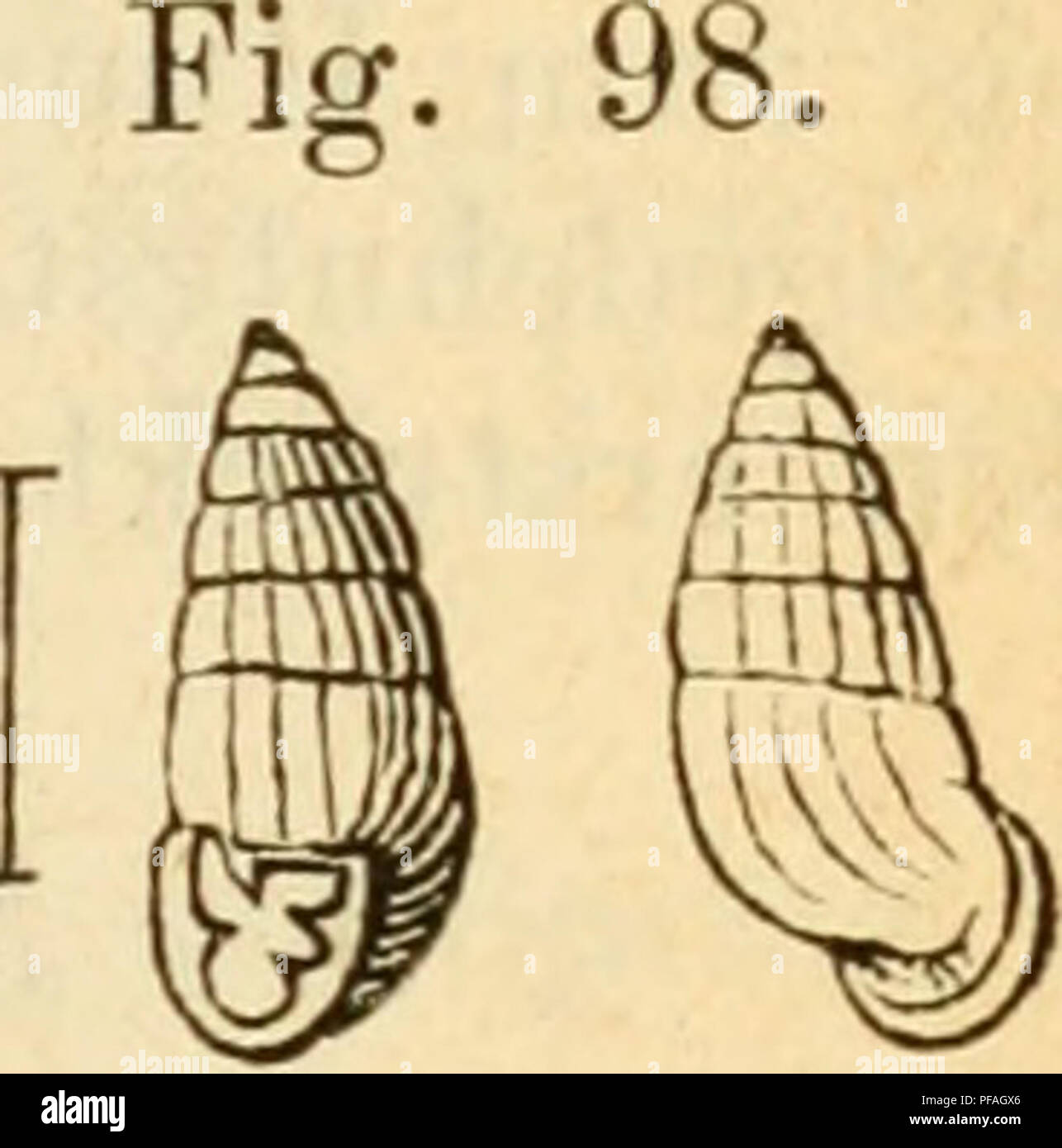 . Deutsche excursions-mollusken-fauna. Mollusks. 177 3. Chondrula guadridens, Müller. Helix qiMdridetn), Müller, Verm. hißt. p. 107 Nr. 306. 1774. Turbo — Gmelin, p. 3610 Nr. 92. Biilimus — L. Pfeiffer, Monogr. II. p. 131 Nr. 343, Goldfusb, A. Schmidt, Kreglinger. Piipa qnadridens, Drap., tabl. p. 60 Nr. 15. — Hist. moll. p. 67 t. 4 flg. 3. — Eossm., Xeon. flg. 308 und 723. — quadriden^, Chemnitz, ed. 2. Gen. Pupa p. 6 t. 1 fig. 14—15. Bulimimts — Kreglinger, Syst. Verz. p. 147. Emore — Hartmann, Gast. I. p. 150 t. 49 fig. 1—3. Thier: blassgrau, durchscheinend; Augenträger lang, Fühler sehr ku Stock Photo