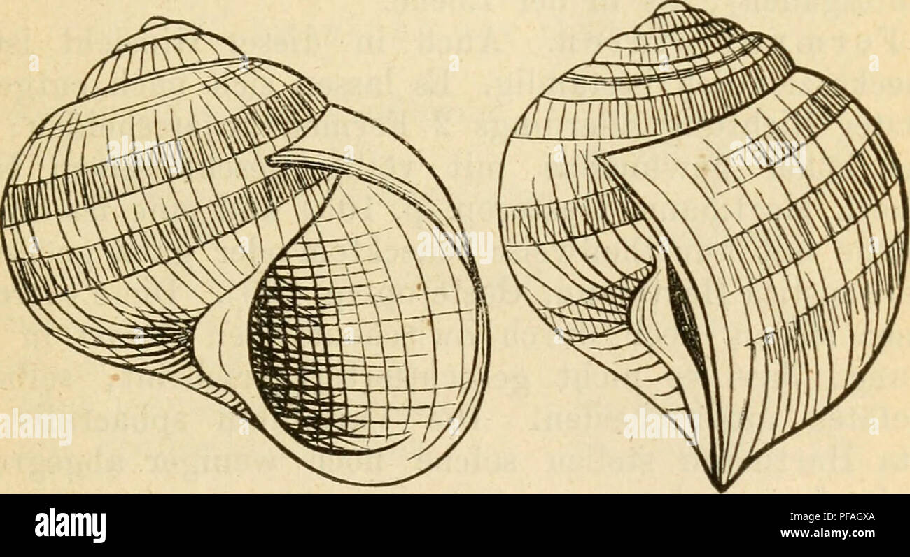 . Deutsche excursions-mollusken-fauna. Mollusks. 169 1. Hellcodonta pomatia, Linne. Helix pomatia, Linne, Syst. nat. X. 1758. I. p. 771. — Müller, Verm. bist. II. p. 43 Nr. 243. — — Chemnitz IX. fig. 1138; — ed. 2. Nr. 19 t. 5 fig. 5—6. — — C. Pfeiffer, Naturg. p. 25 t. 2 fig. 9. — Stnrm. Fauna VI. 1. Heft t. 13. 14. — — Rossm., Icon. fig. 1. 2. — Slavik, Böhmen p. 95 t, I. fig. 7 u. 8. — — Kobelt, Nassau p. 126 t. 2 fig. 5. Anatomie: Lehmann, Stettin p. 123 t. 13 fig. 42. — A. Schmidt, Stylom. p. 13 t. 1 flg. 2 (Geschlechtsapp.) Thier: sehr gross, schmutzig-golblichgrau, Kopf und Augenträger  Stock Photo