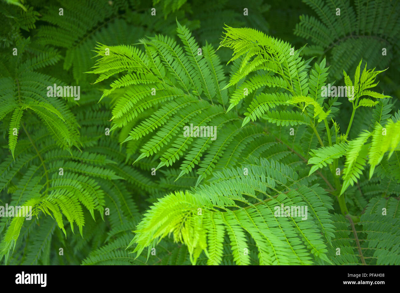 Green fern bushes, closeup,park, summer Stock Photo