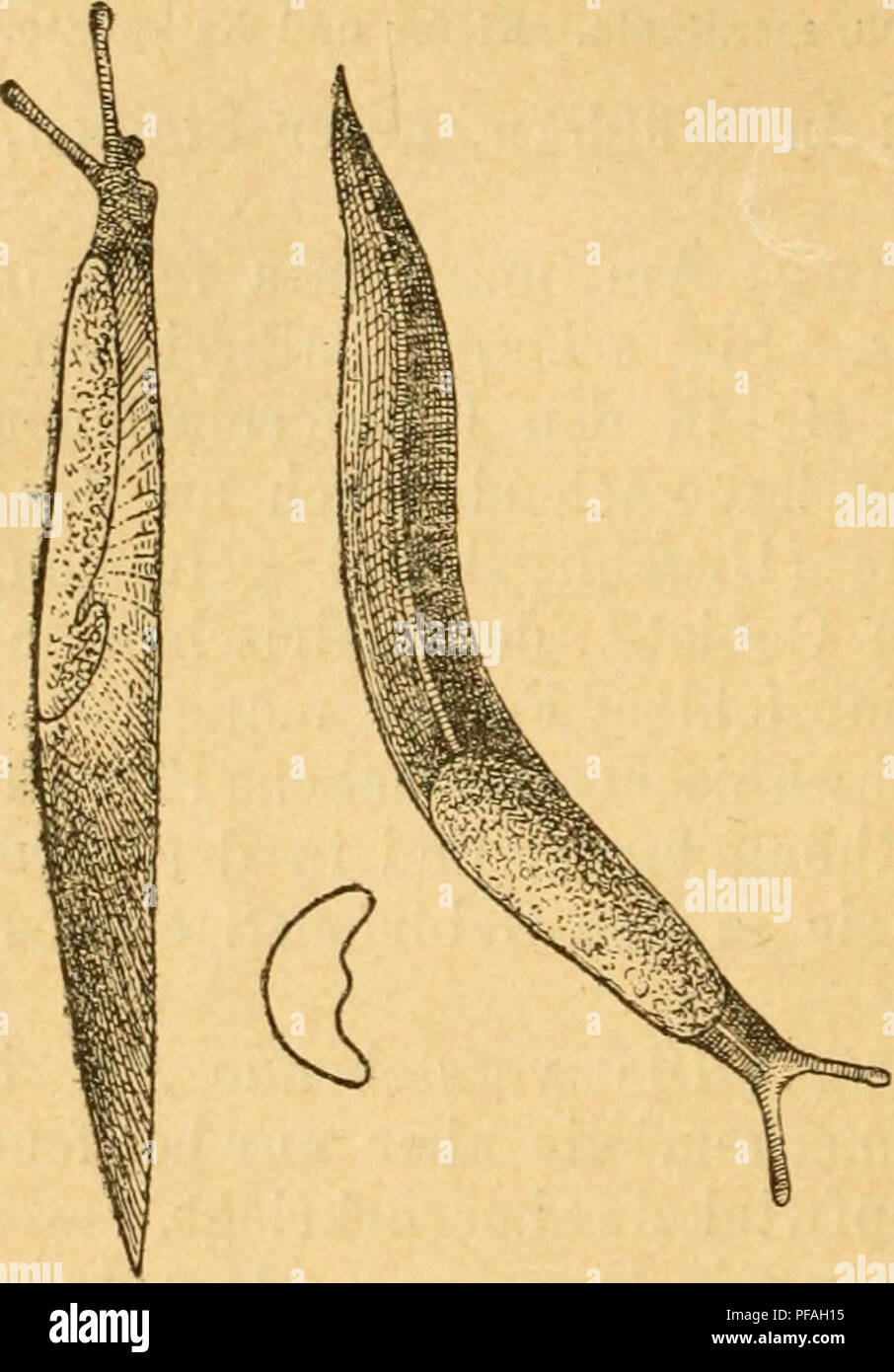 . Deutsche excursionsmolluskenfauna. Mollusks. 48 an den Seiten mit