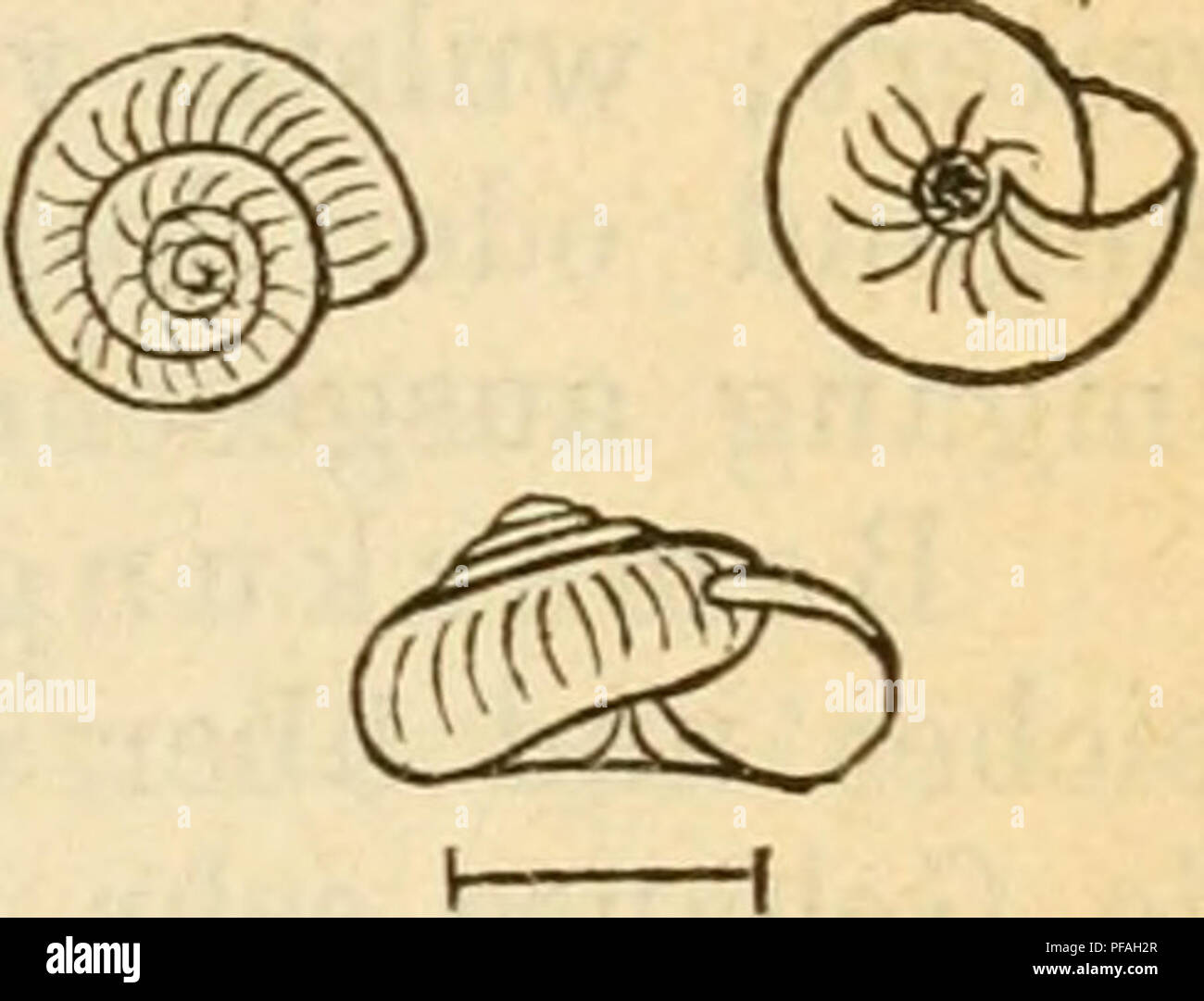 . Deutsche excursions-mollusken-fauna. Mollusks. 83 1. Zonitoides nitida^ Müller. Hellx nltklu, Müller, Verm. liist. II. p. 32. Nr. 234. — Slavik, Bölijueu p. 102. t. 2. fig. 30. 31. — iHcida, Drap, liist. 1805. p. 103. t. 8. f. 11. 12. — C. Pfeiffer, Naturg, I. p. 35. t. 2. fig. 19. — Eossm., Icon. fig. 25. — v. Alten, Syst. Abh. Augsbiirg p. 72. t. 8. fig. 15. — v. Voith iu Stiirm's Fauna VI. 4. t. 15. Hyalina nitida, Kobelt, Nassau p. 90. t. 1. fig. 12. Zonitoides nitida, Lebmanu, Stettin p. 72. t. 10. flg. 23. Anatomie: Lehmann 1. c. Thier: lang und schmal, hinten kurz zugespitzt; Haut in  Stock Photo