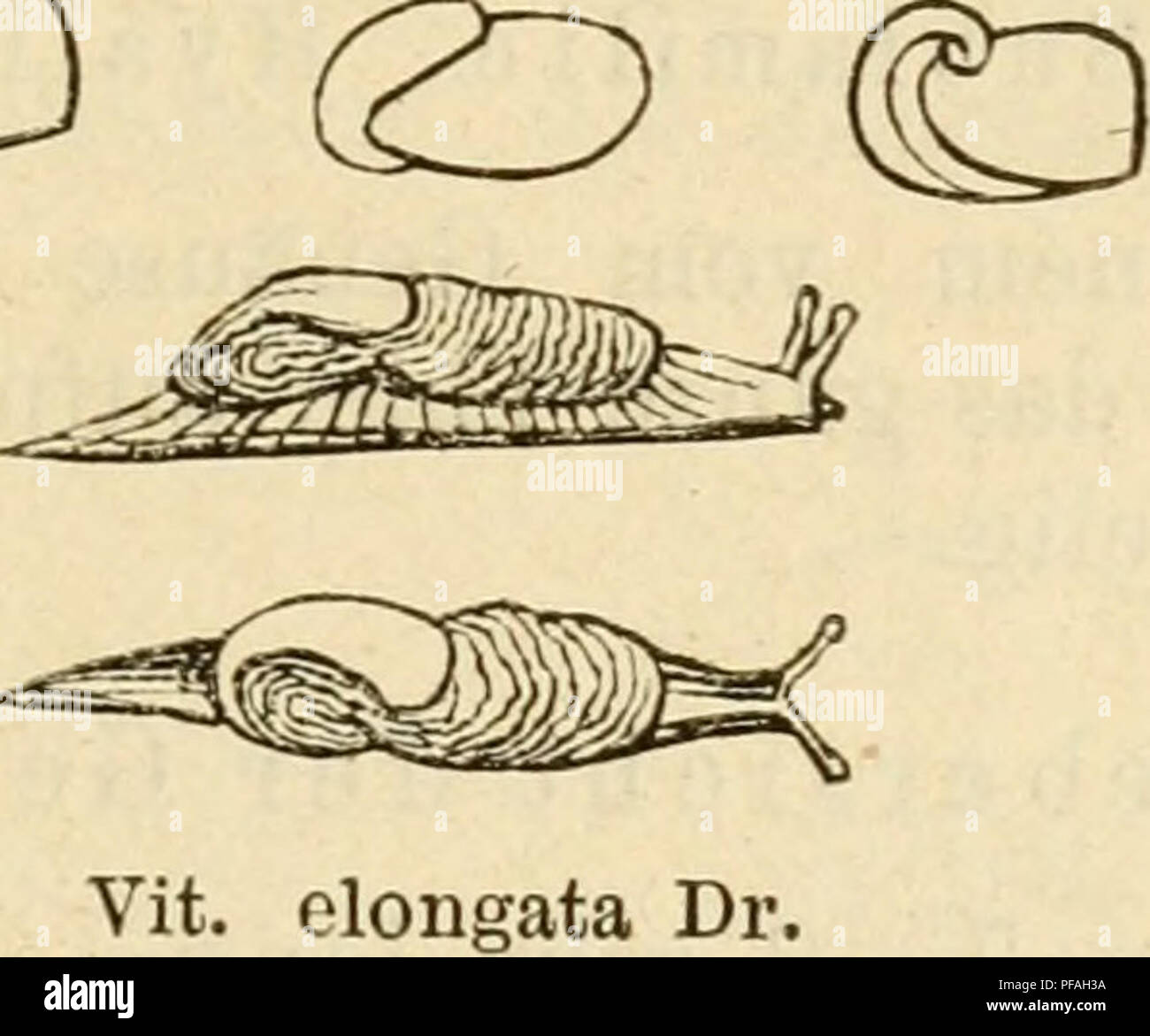 . Deutsche excursions-mollusken-fauna. Mollusks. 61 5. Vitrina elongata, Draparnaud. Vitrina elongata, Draparnaud, hist. 1805. p. 120. t. 5. fig. 40—42. — C. Pfeiffer, Naturg. I. p. 48. t. 3. fig. 3. — Rossm., Icon. fig. 26. — Küster in Chemnitz 2. ed. p. 11. t. 1. fig. 38—41. HifaUiia elongata, Stiider, kurz. Verz. p. 11. 1820. Limacina vitreu ß., Hartmanu, Nexxe Alp, I. p. 246. — elongata, Hartmann, in Sturm. Fauna VL 5. Testacella Germanica, Oken, Lehrb. d. Nat. III. p. 312. Thier schlank, mit grossem weitem Mantel von schwarz- grauer Farbe; Mantel schwach gerunzelt, dunkler als das Thier,  Stock Photo