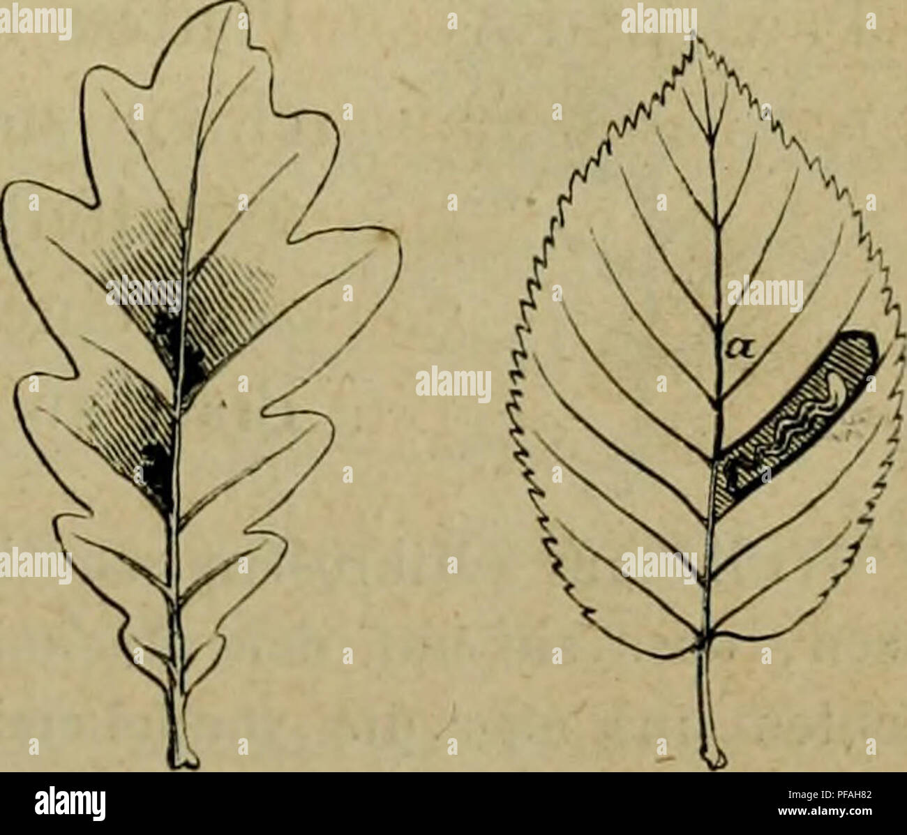 This German text provides a botanical description of various woody plants found in Germany, focusing on their physical characteristics, habitat, and ecological importance. It details the features of these plants, contributing to forestry knowledge and woodland management. Stock Photo