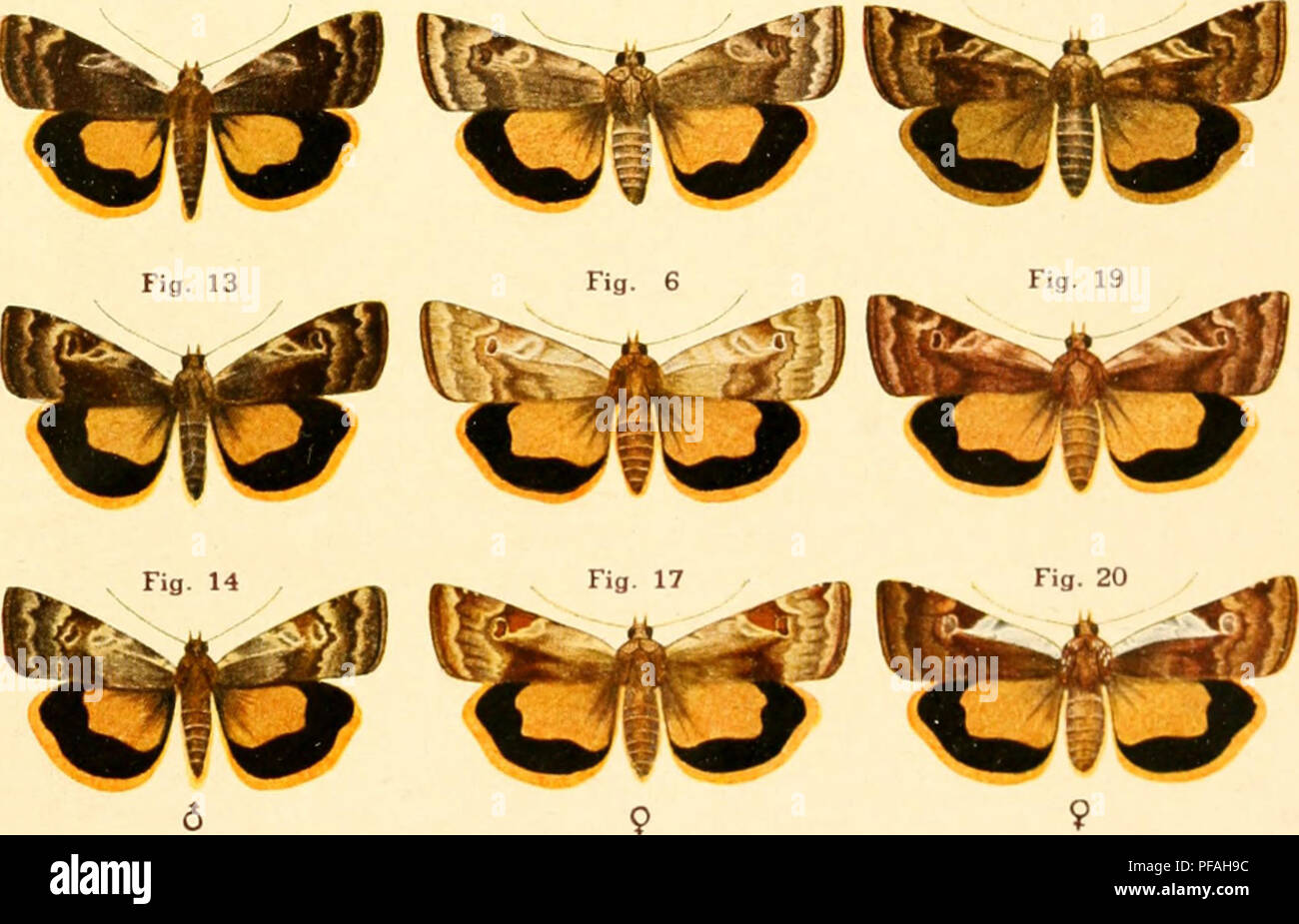 . Deutsche entomologische Zeitschrift Iris. Lepidoptera. Fig. 12 Falter in natürlicher Größe Fig. 15 Fig. 18. Rhynchagrotis chardinyi Bsd. Graphische Werke MarKetl &amp; Sohn. Otesder.. Please note that these images are extracted from scanned page images that may have been digitally enhanced for readability - coloration and appearance of these illustrations may not perfectly resemble the original work.. Entomologischer Verein &quot;Iris&quot; zu Dresden. Berlin : R. Friedländer Stock Photo