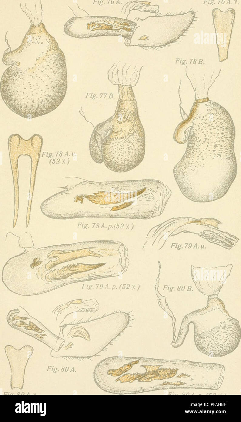 Deutsche Entomologische Zeitschrift Iris Lepidoptera Ipis Drc Uen Xxii Fig 76 B Fig 76 A Laf 19 Fig 76a V Fig Soa V Fig 80a P 52 J 7 Spissilineata Metz 77 Fuscicostata Chr 78 Plumbeolata Hw