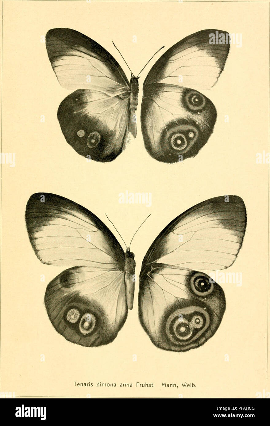. Deutsche entomologische Zeitschrift Iris. Lepidoptera. IRIS, DRESDEN, BD. XXIX, TAFEL I.. Graphische Werke Markert &amp; Sohn, Dresden-A. 10.. Please note that these images are extracted from scanned page images that may have been digitally enhanced for readability - coloration and appearance of these illustrations may not perfectly resemble the original work.. Entomologischer Verein &quot;Iris&quot; zu Dresden. Berlin : R. Friedländer Stock Photo