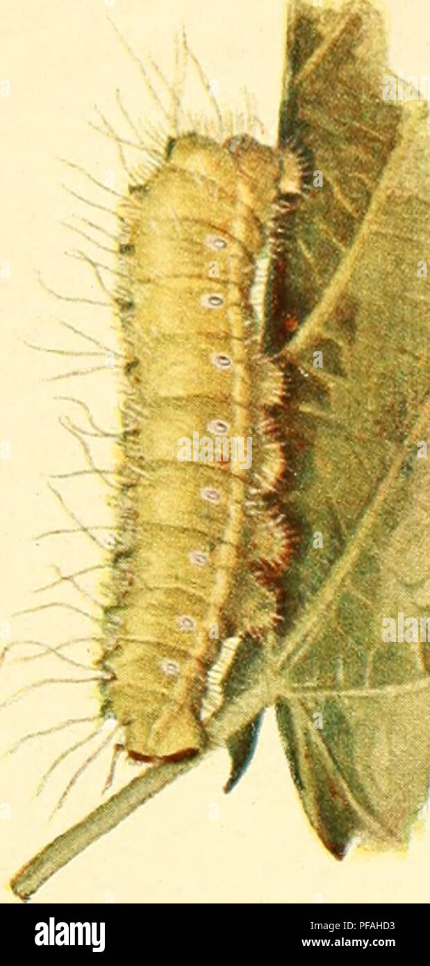 Deutsche entomologische Zeitschrift Iris. Lepidoptera. w < X X X Q CO 55  w c w er Q CO E. â o. Please note that these images are extracted from  scanned