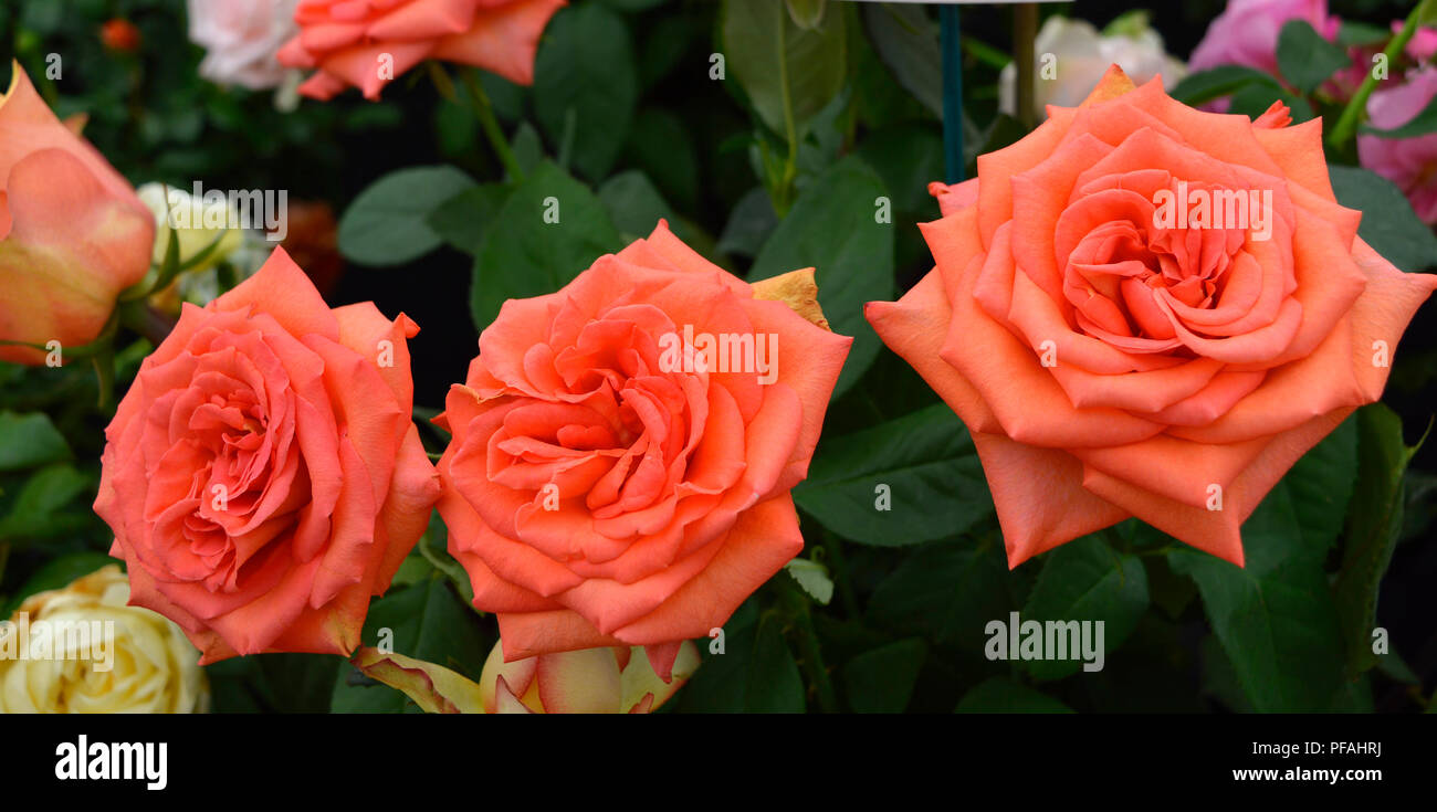 Zoreina hires stock photography and images Alamy