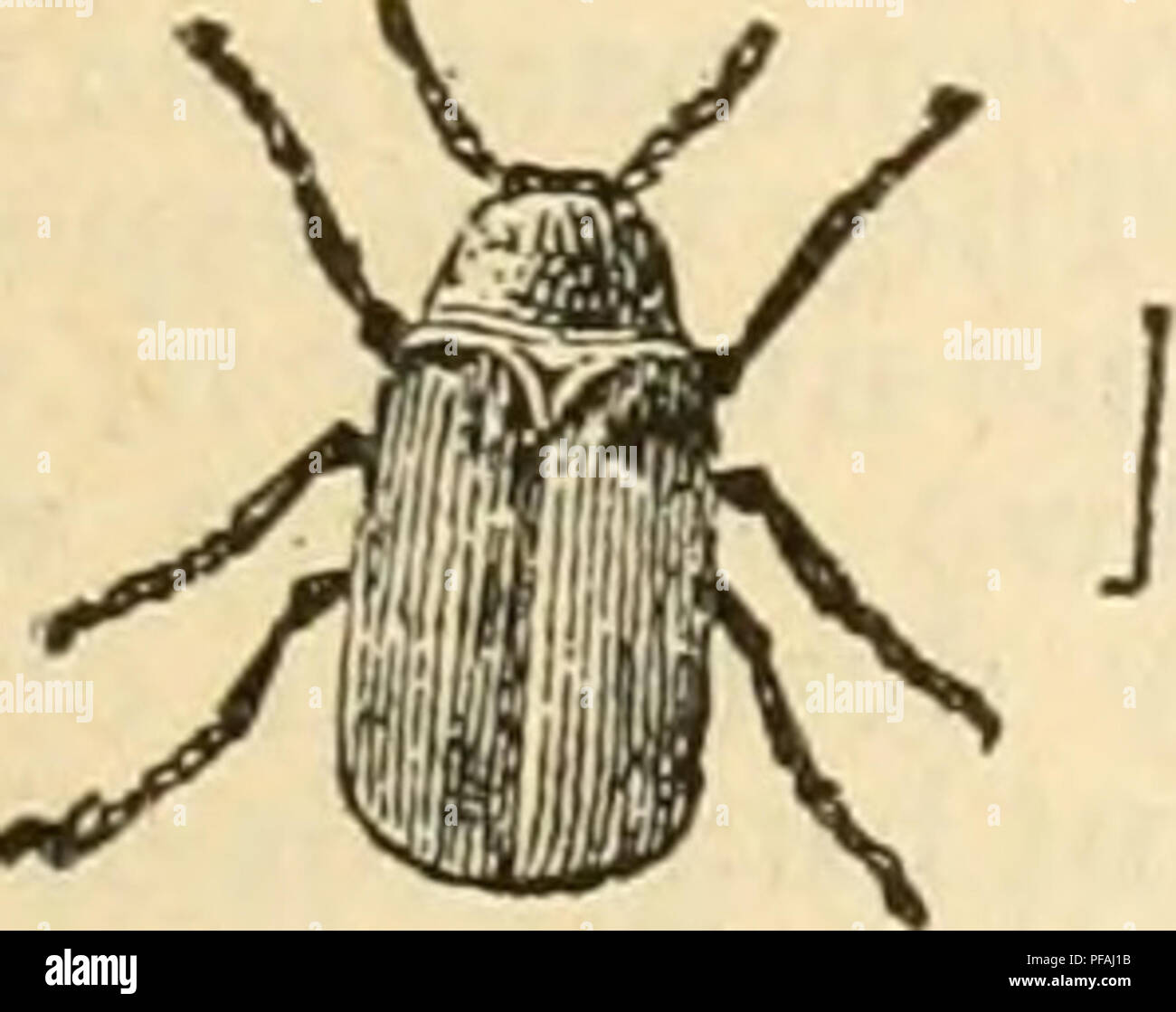 Fig leaf beetle hi-res stock photography and images - Alamy