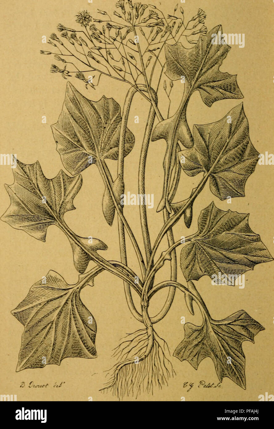 . Des plantes vÃ©nÃ©neuses et des empoisonnements qu'elles dÃ©terminent. Poisonous plants. â PC 1. 'â /' FiG. 43. â Lactuca virosa. â Laitue vireuse. (D'aprÃ¨s Gourdon et Naudin). Please note that these images are extracted from scanned page images that may have been digitally enhanced for readability - coloration and appearance of these illustrations may not perfectly resemble the original work.. Cornevin, Charles Ernest, 1846-1897. Paris, Firmin-Didot Stock Photo