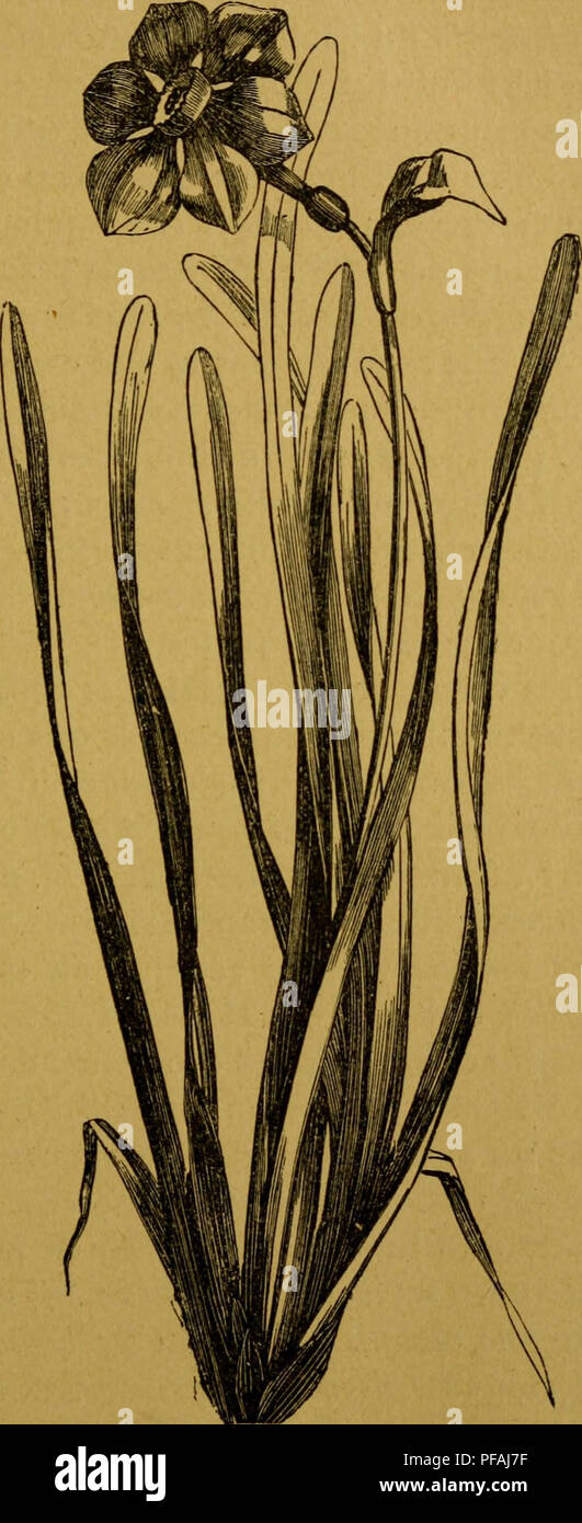 . Des plantes vénéneuses et des empoisonnements qu'elles déterminent. Poisonous plants. FiG. i3. — Fux Narcisse-. Please note that these images are extracted from scanned page images that may have been digitally enhanced for readability - coloration and appearance of these illustrations may not perfectly resemble the original work.. Cornevin, Charles Ernest, 1846-1897. Paris, Firmin-Didot Stock Photo