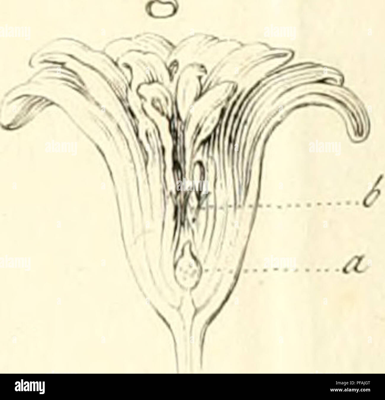 Hyacinth Structure This French work discusses the anatomy, reproductive processes, and ...