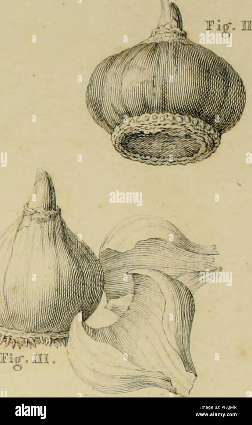 Hyacinth Structure This image depicts the anatomy, reproduction, and culture of hyacinths ...