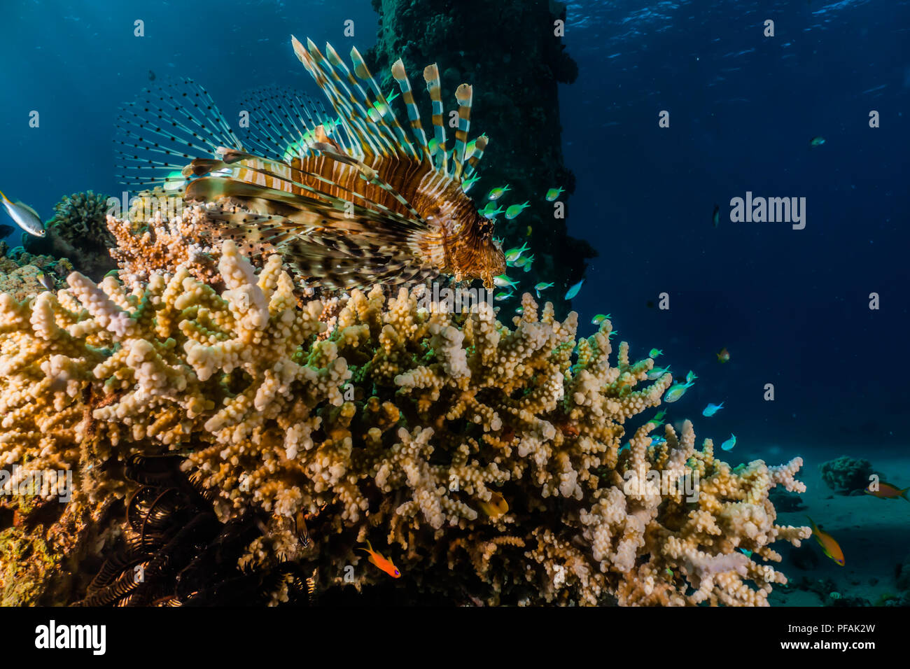 Lion fish in the Red Sea Colorful and beautiful, Eilat Israel a.e Stock ...
