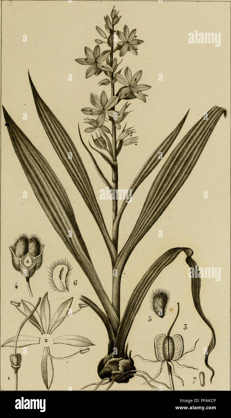 . Dictionnaire des sciences naturelles [electronic resource] : dans lequel on traite mÃ©thodiquement des diffÃ©rens Ãªtres de la nature, considÃ©rÃ©s soit en eux-mÃªmes, d'aprÃ¨s l'Ã©tat actuel de nos connoissances, soit relativement Ã l'utilitÃ© qu'en peuvent retirer la mÃ©decine, l'agriculture, le commerce et les artes. Suivi d'une biographie des plus cÃ©lÃ¨bres naturalistes .. Natural history. B0TANIQ1 K. MONOCOTTLMDÃ1ÅS. , llÂ«Mii&lt;lfa&lt;NM-s.///,âââ,y. WACIIKNDORFK en fhvrse. WACHENDORFIA thvrsiflora . fJ.Ã¹,./ /â y2 Ã»raJtd'. naf-J 1. P(s//Y. %.&lt;a//re &lt;//&lt;7c/te eÃ© c/Ã¯Wi//tt Stock Photo