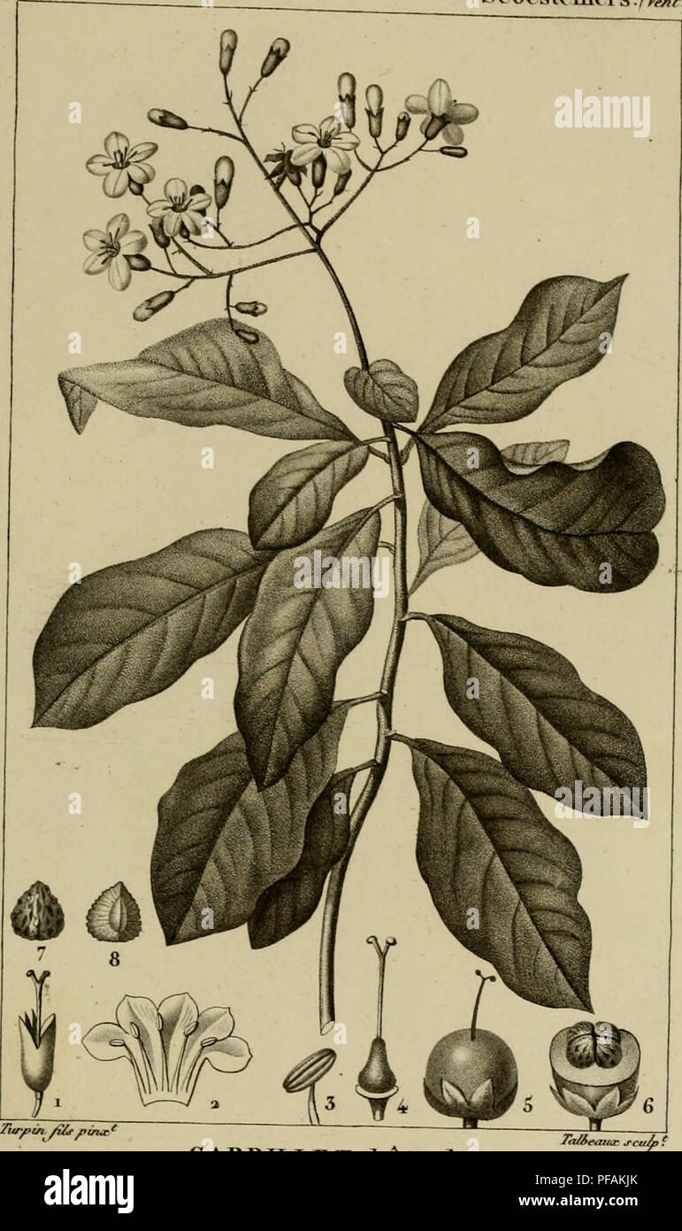 . Dictionnaire des sciences naturelles, dans lequel on traite méthodiquement des différens êtres de la nature, considérés soit en eux-mêmes, d'après l'état actuel de nos connoissances, soit relativement à l'utilité qu'en peuvent retirer la médecine, l'agriculture, le commerce et les artes. Suivi d'une biographie des plus célèbres naturalistes. Natural history. J&gt;ICOTYLED OJVES. BOTANIQUE. Sebesfcniers ./fe-î^y. CABRILLET bâtard. EURETLL Boui-reria^^.y Beiureria sueoulenta.^Jac^.) f'^3 (front/. na/.J liiiperit/rrpe.f,./,/. vue t/it ro/e tn/erù-ur.. Please note that these images are extracted Stock Photo