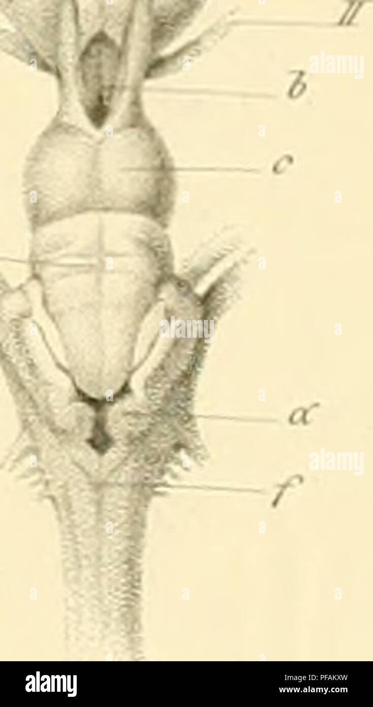 This dissertation by Wilhelm Busch discusses the brain structure of ...