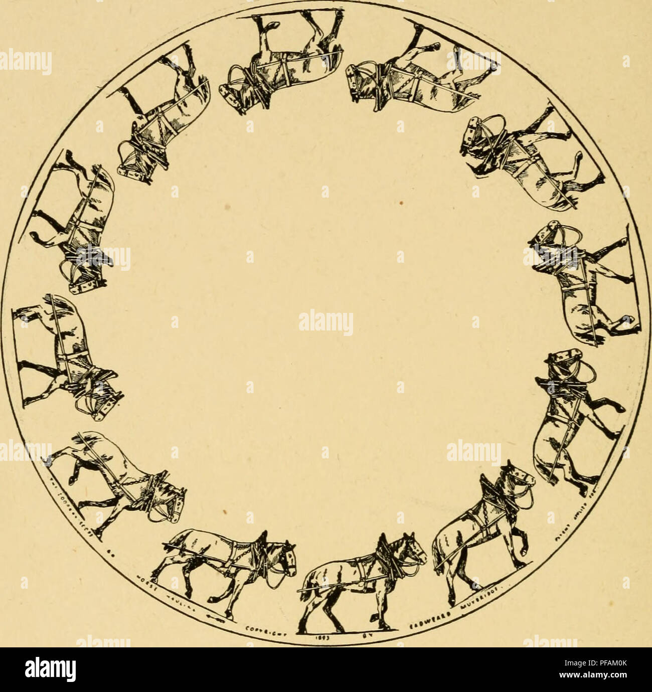 This historical work by Eadweard Muybridge illustrates the science of ...