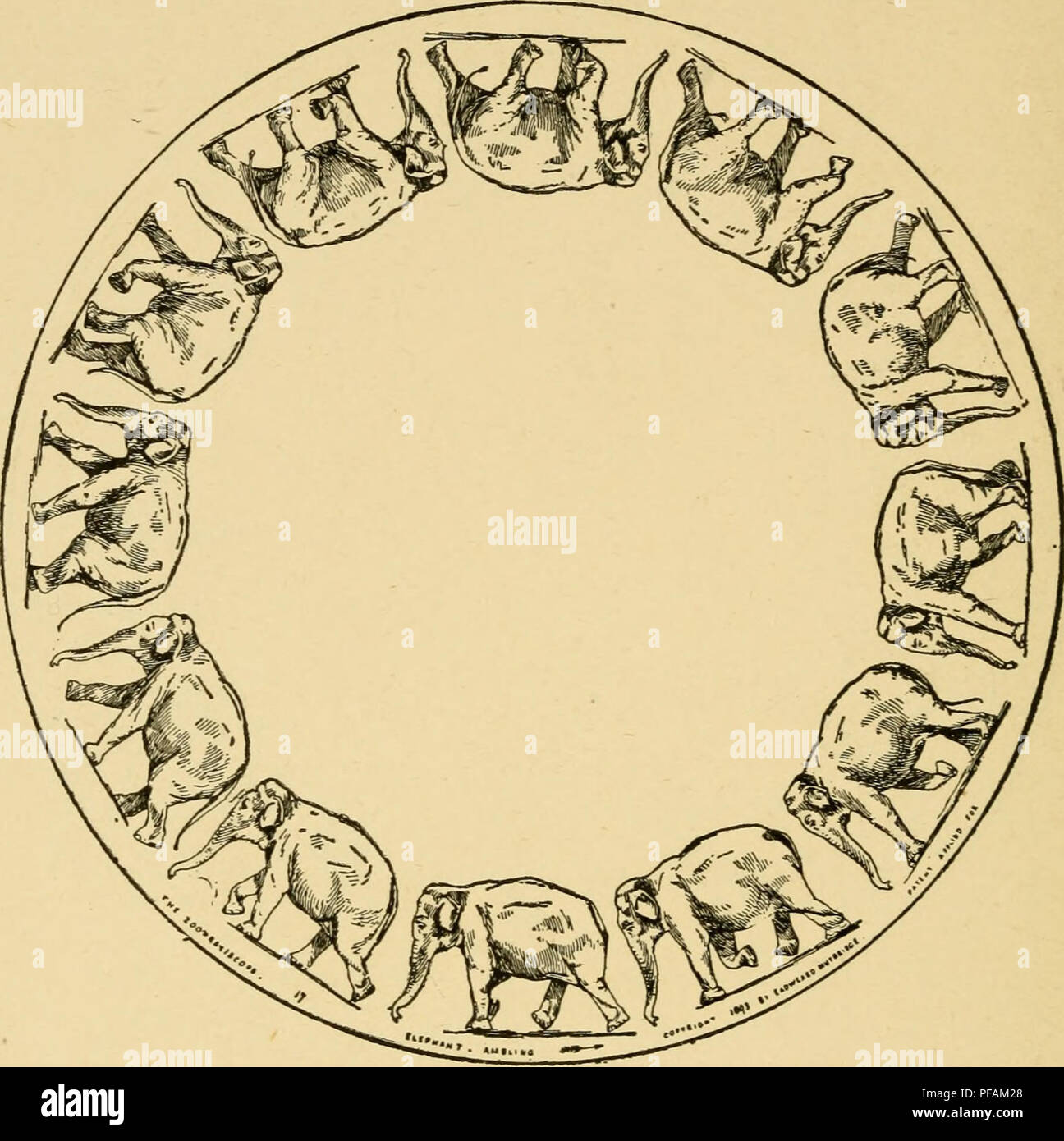 Zoopraxiscope hires stock photography and images Alamy