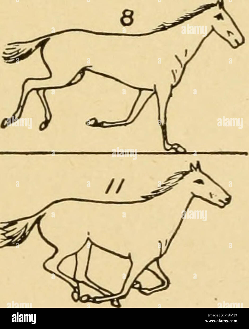 This work by Eadweard Muybridge explores animal locomotion, capturing ...