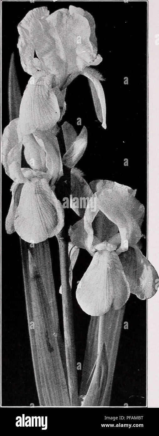 . Descriptive price list. Nurseries Horticulture Catalogs; Evergreens Catalogs; Fruit trees Catalogs; Shrubs Catalogs; Climbing plants Catalogs. C. M. HOBBS 3C SONS, INC., BRIDGEPORT, INDIANA. German Iris, Canary Bird. Iris Sibirica - Siberian Perry's Blue. Tall; tmre sky blue. Each, 25c; 10, $2.00; 100, $15.00. Sibirica. Tall ; violat-blue flowers, handsome foliage. Each, 20c; 10, $1.50; 100, $13.00. Sibirica orientalis. Intense violet-blue, the hud enclos°d in crim-on ^pathe-valves. Each, 20c; 10, $1.50; 100, $13.00. Iris - German S. (standards), upright petals; F. (falls), drooping petals.  Stock Photo